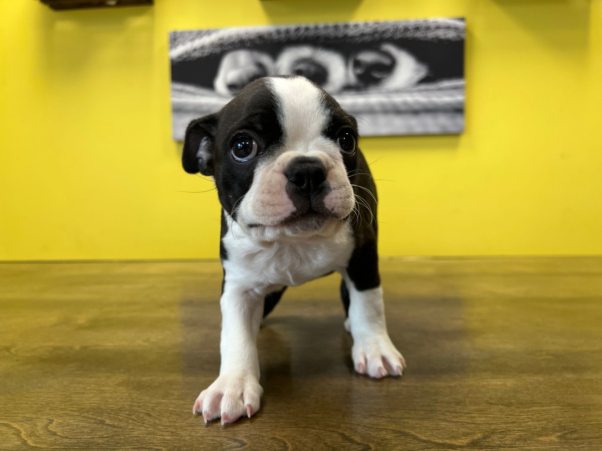 Boston Terrier puppies for sale New York