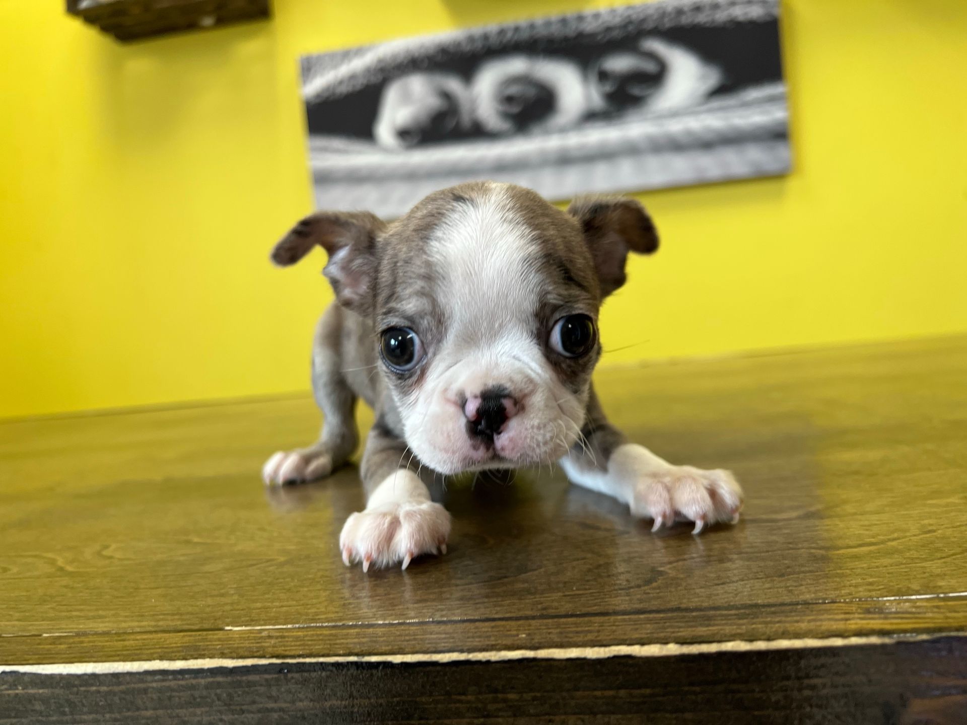 Boston Terrier puppies New York