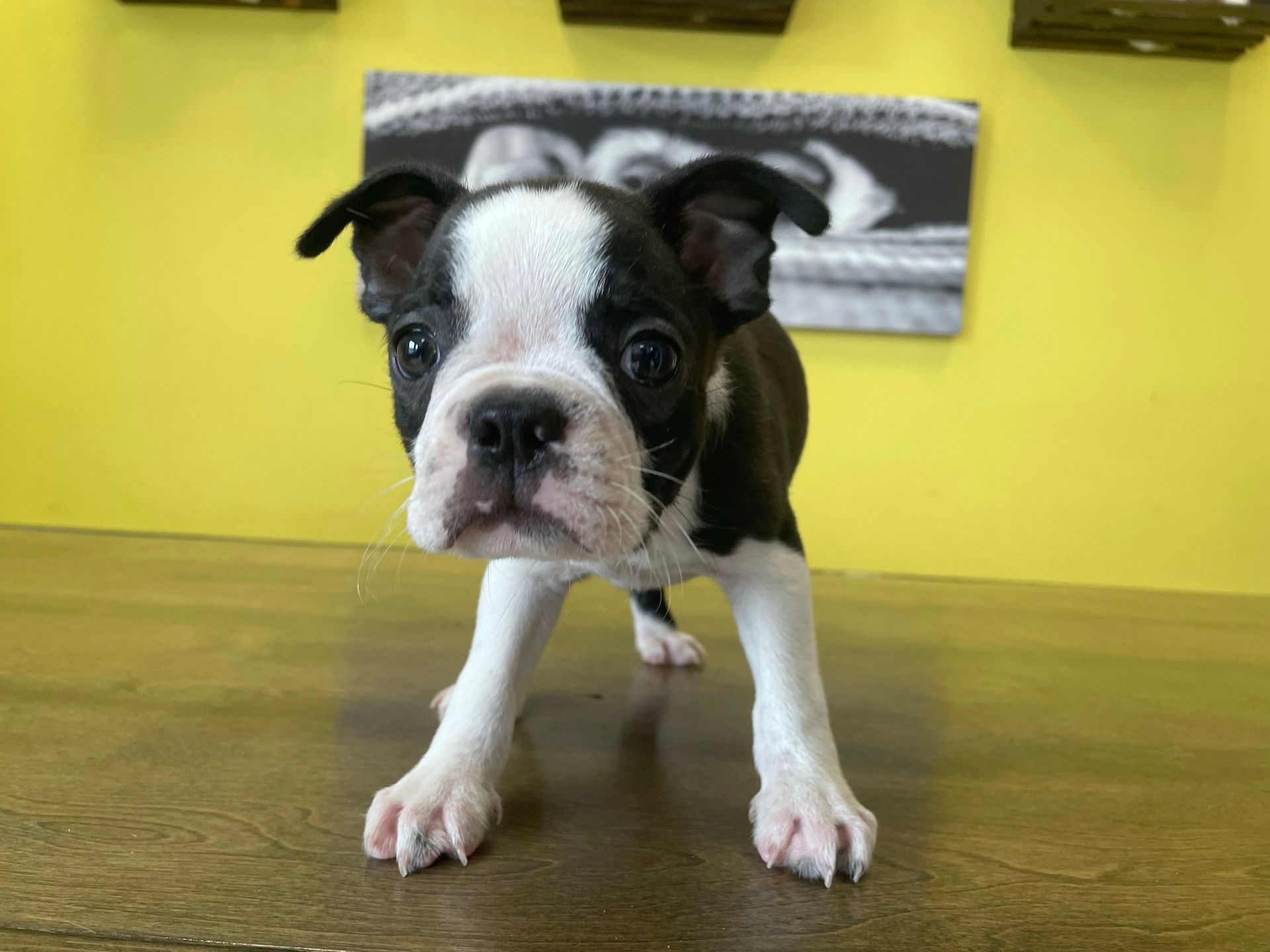 Boston Terrier puppies for sale New York