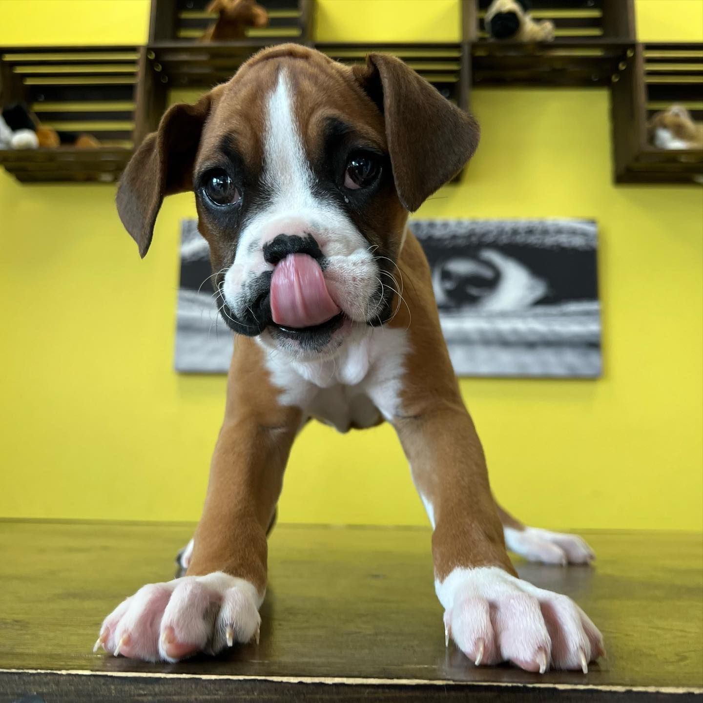 boxer puppies for sale