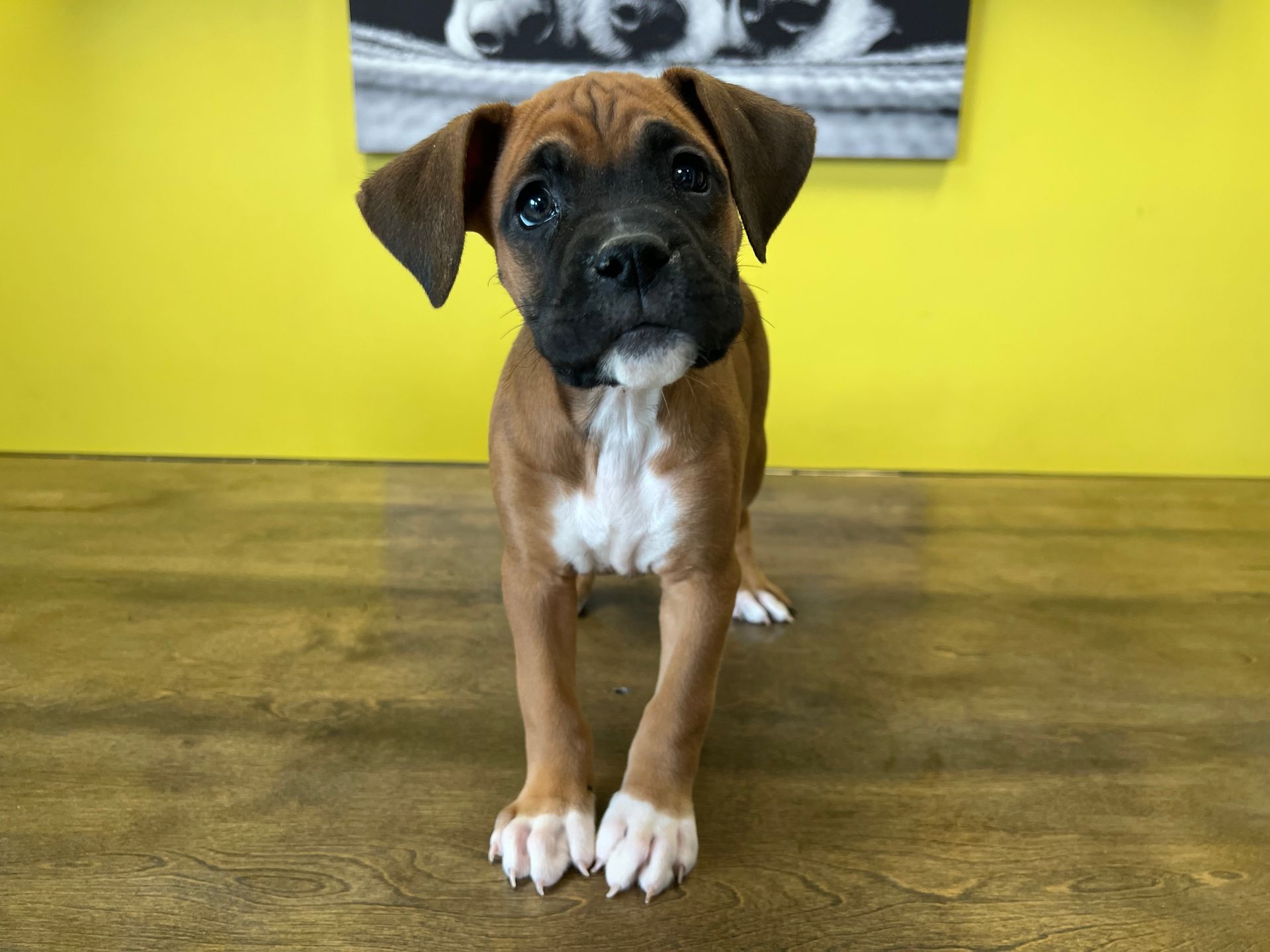 Boxer puppies New York