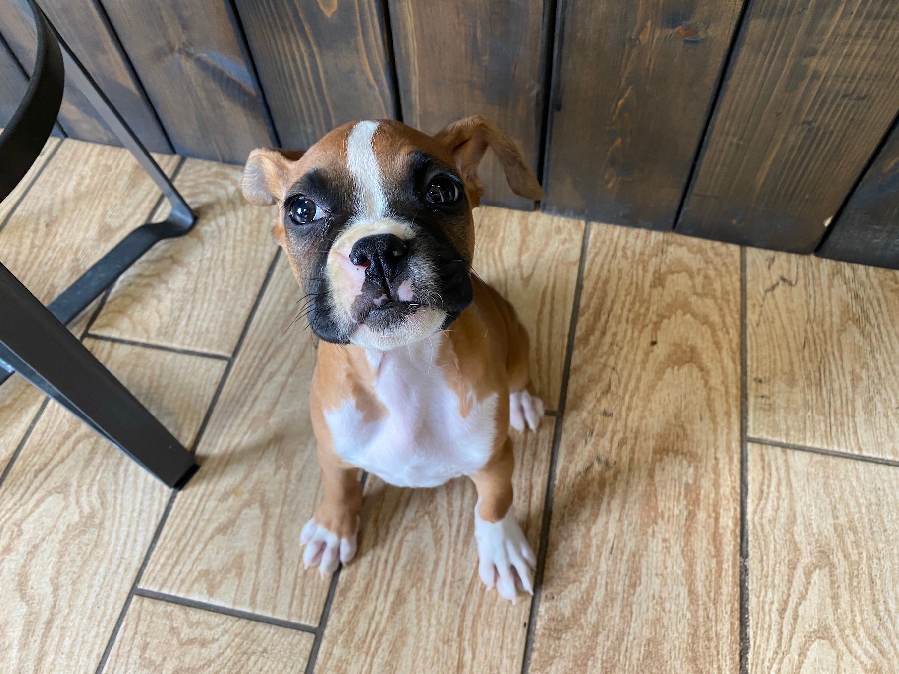 Boxer puppies for sale New York