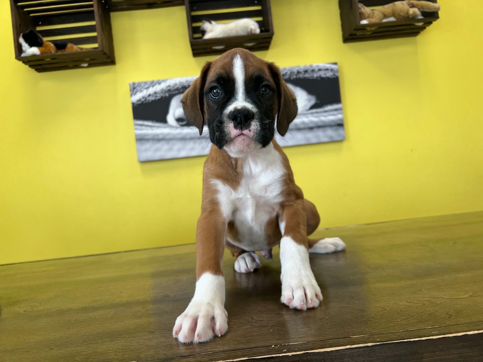 Boxer puppies New York