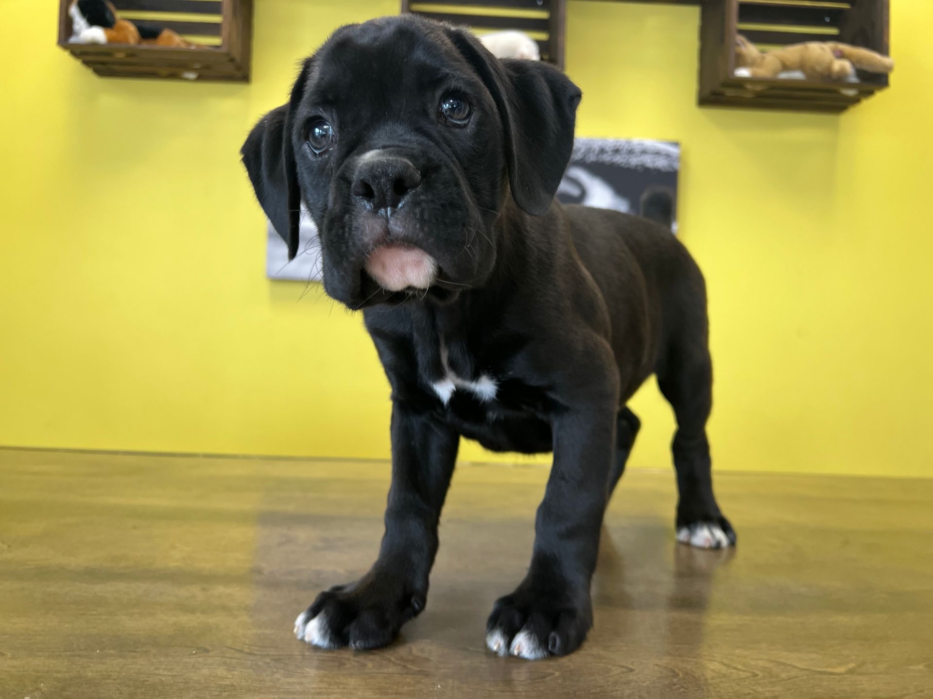 Boxer puppies for sale New York
