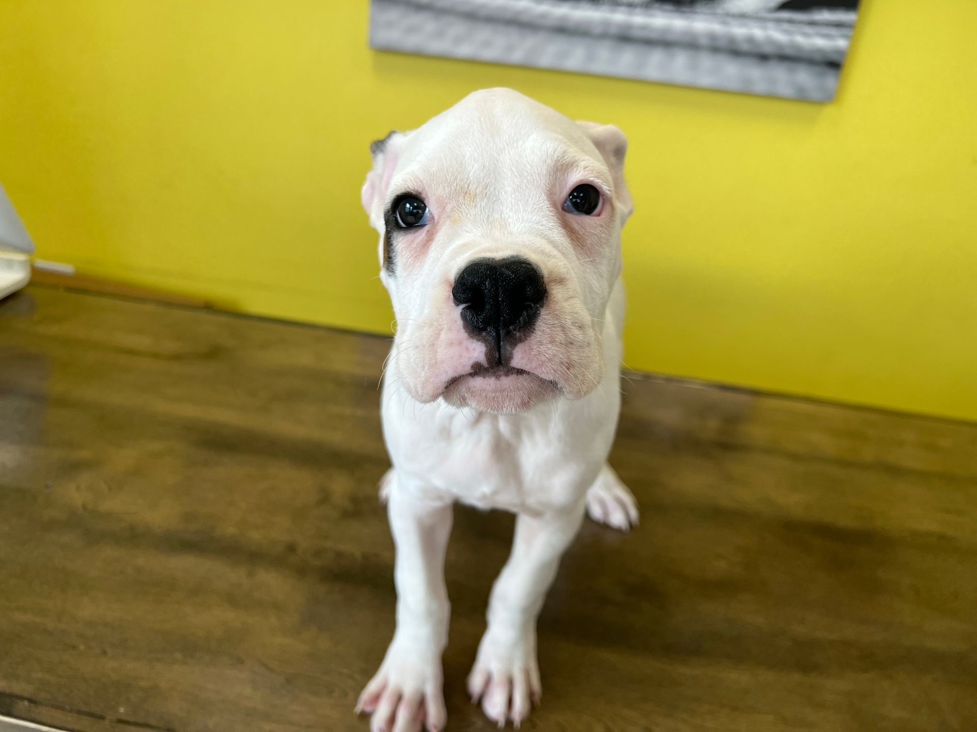 Boxer puppies New York