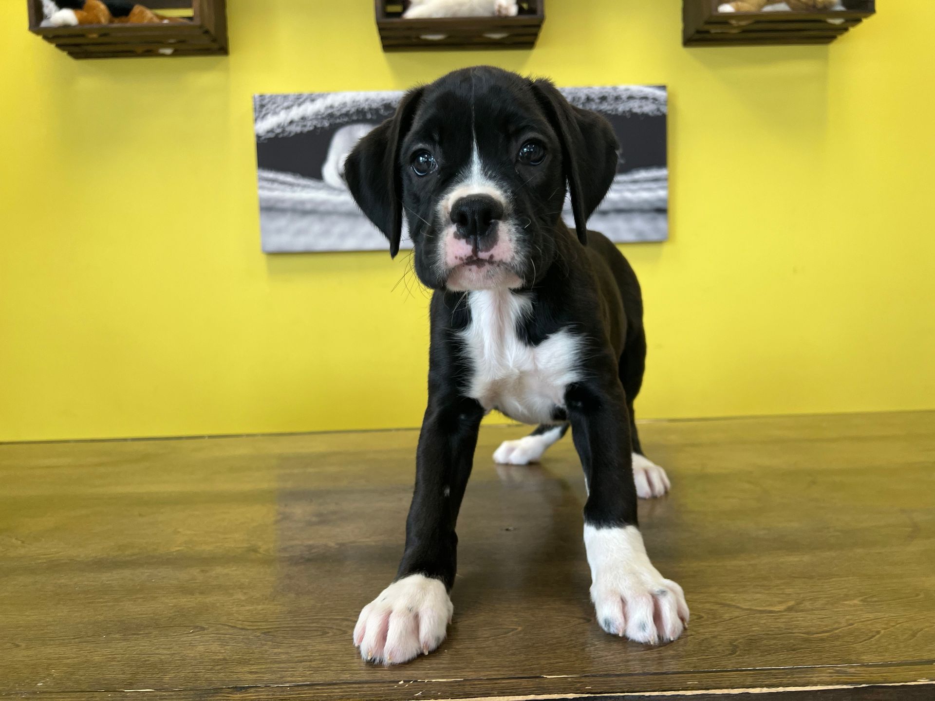 Boxer puppies for sale New York