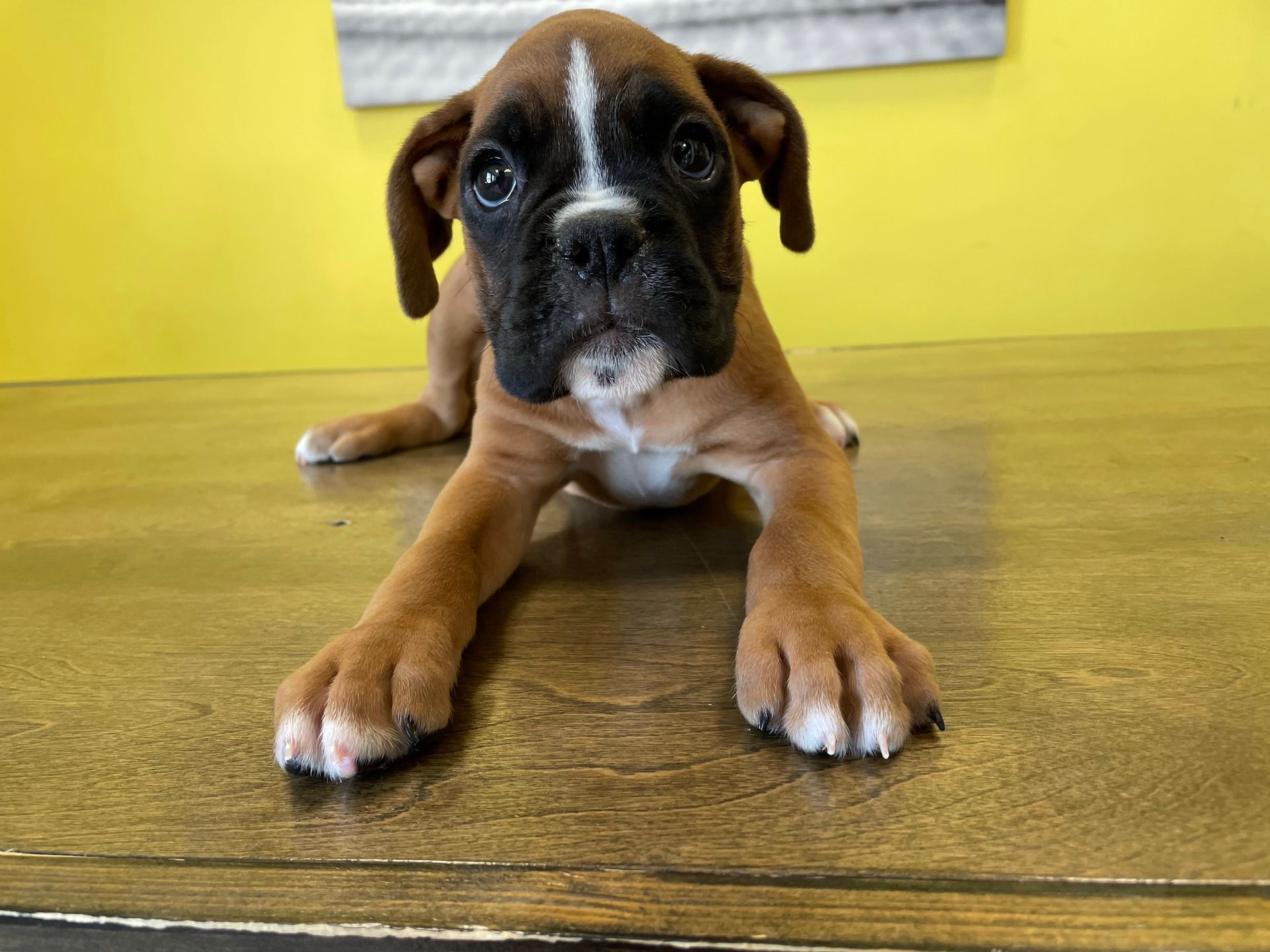 Boxer puppies New York