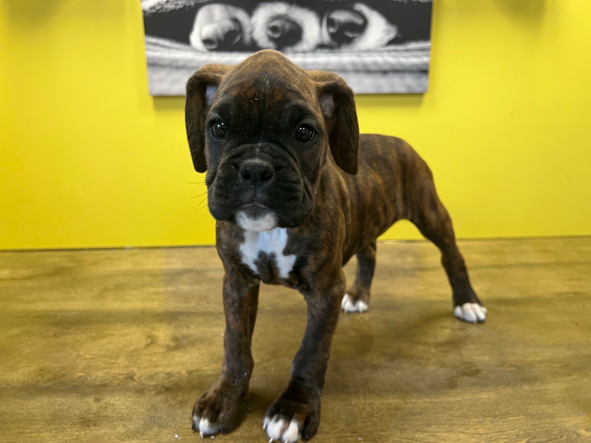 Boxer puppies for sale New York