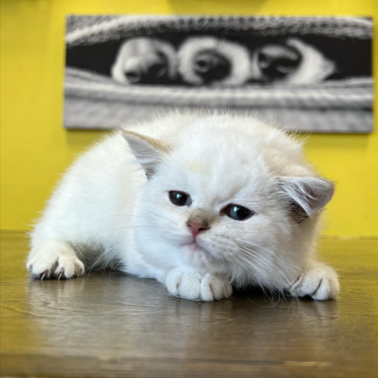British shorthair kittens British shorthair kittens for sale