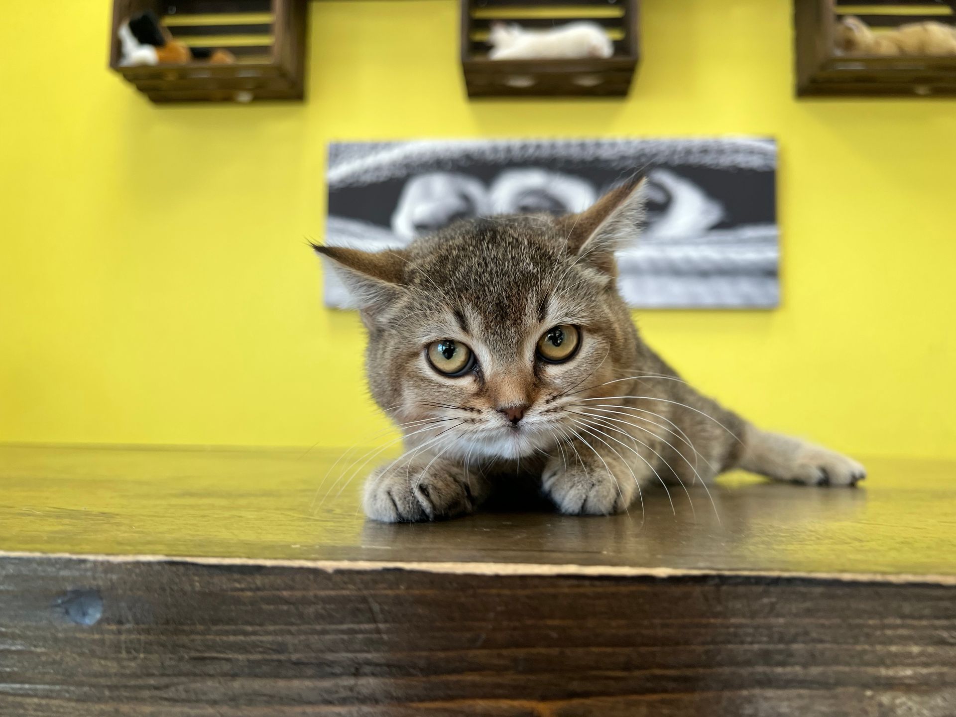 British Shorthair Kittens New York