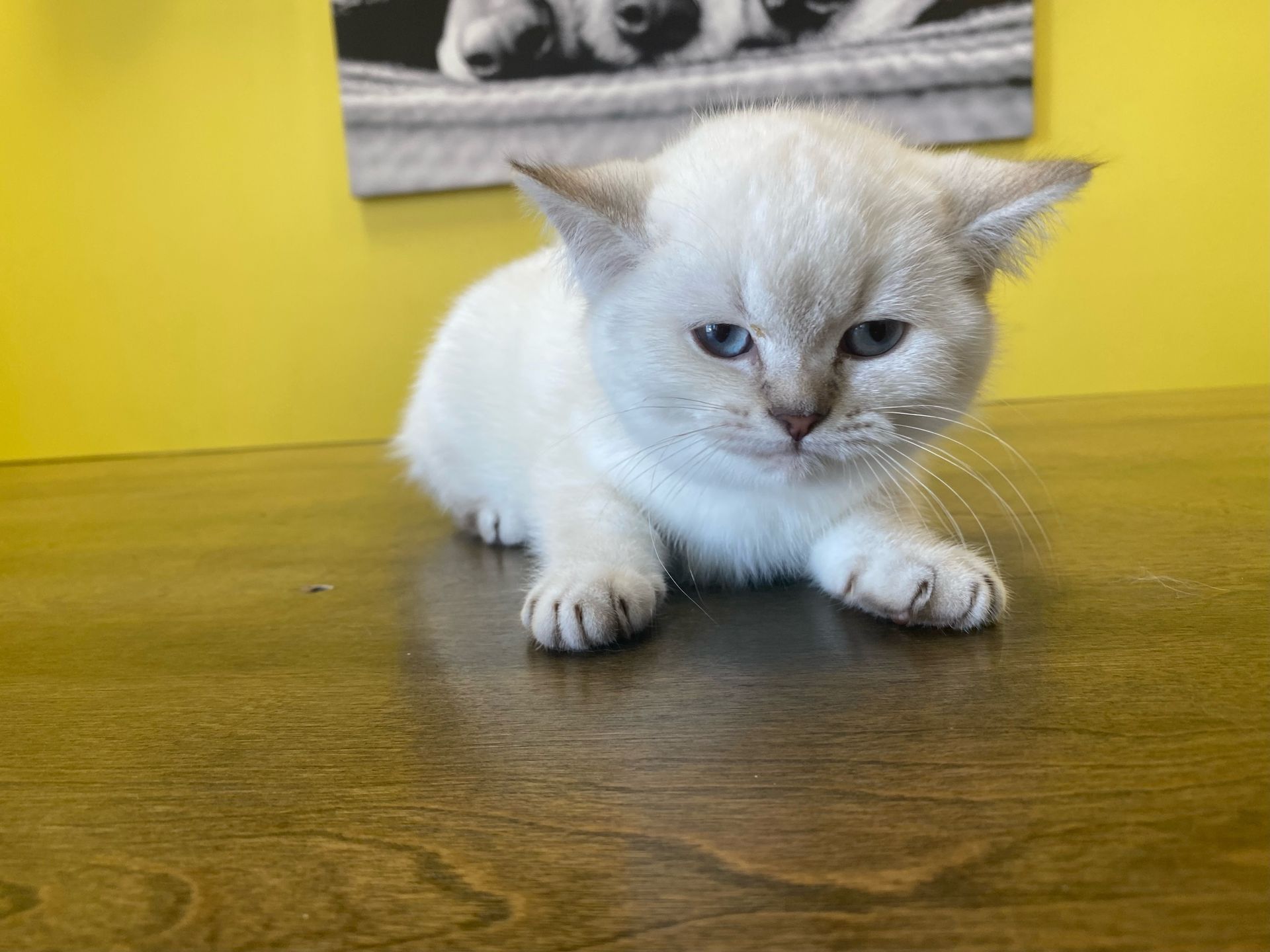 British Shorthair Kittens for sale New York