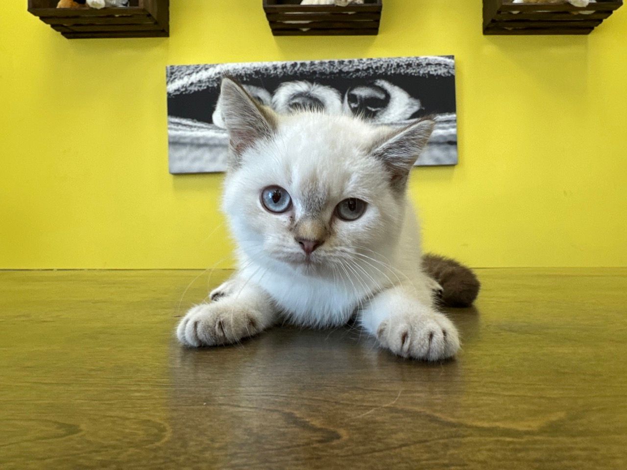 British Shorthair Kittens New York