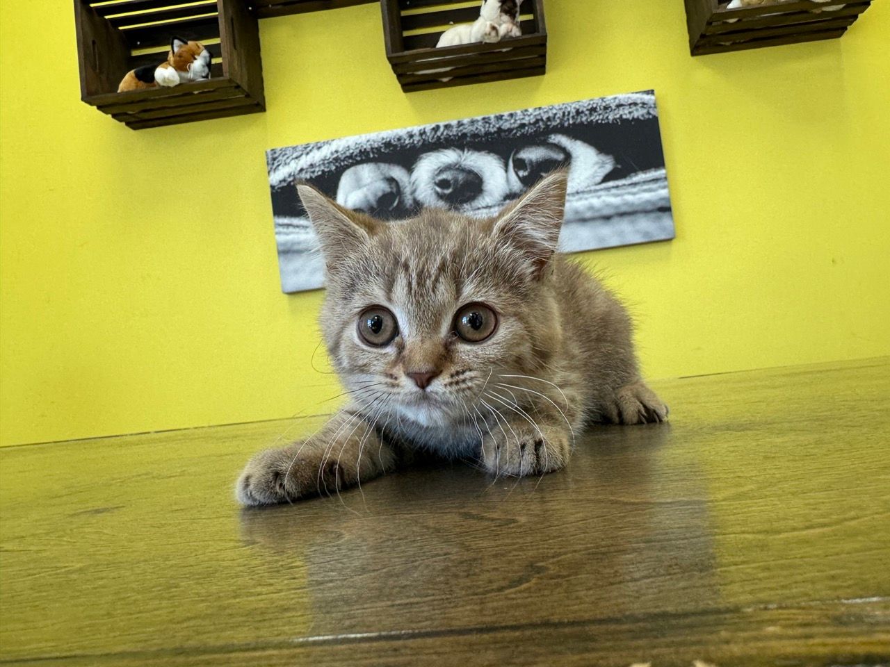 British Shorthair Kittens for sale New York