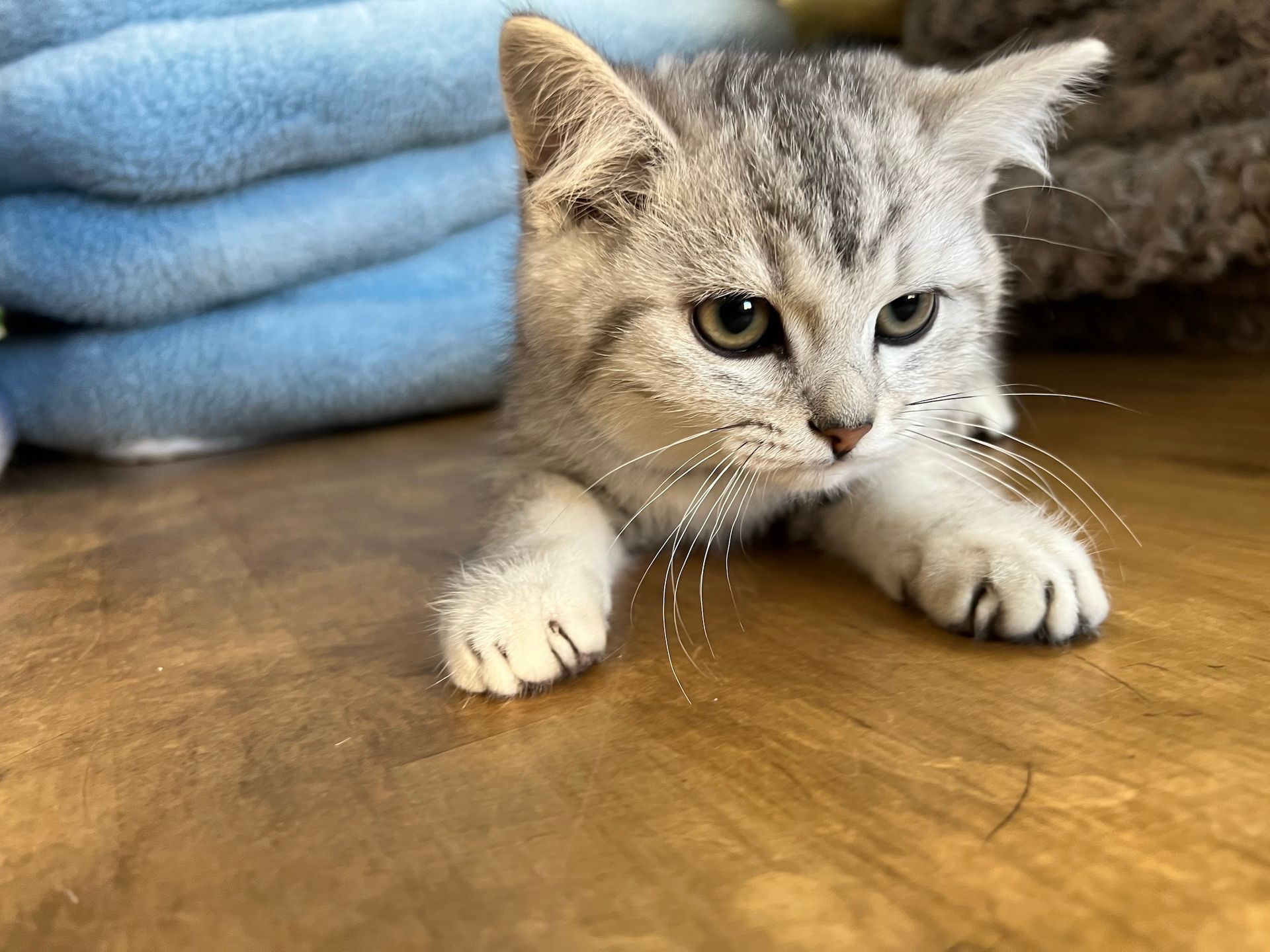 British Shorthair Kittens New York
