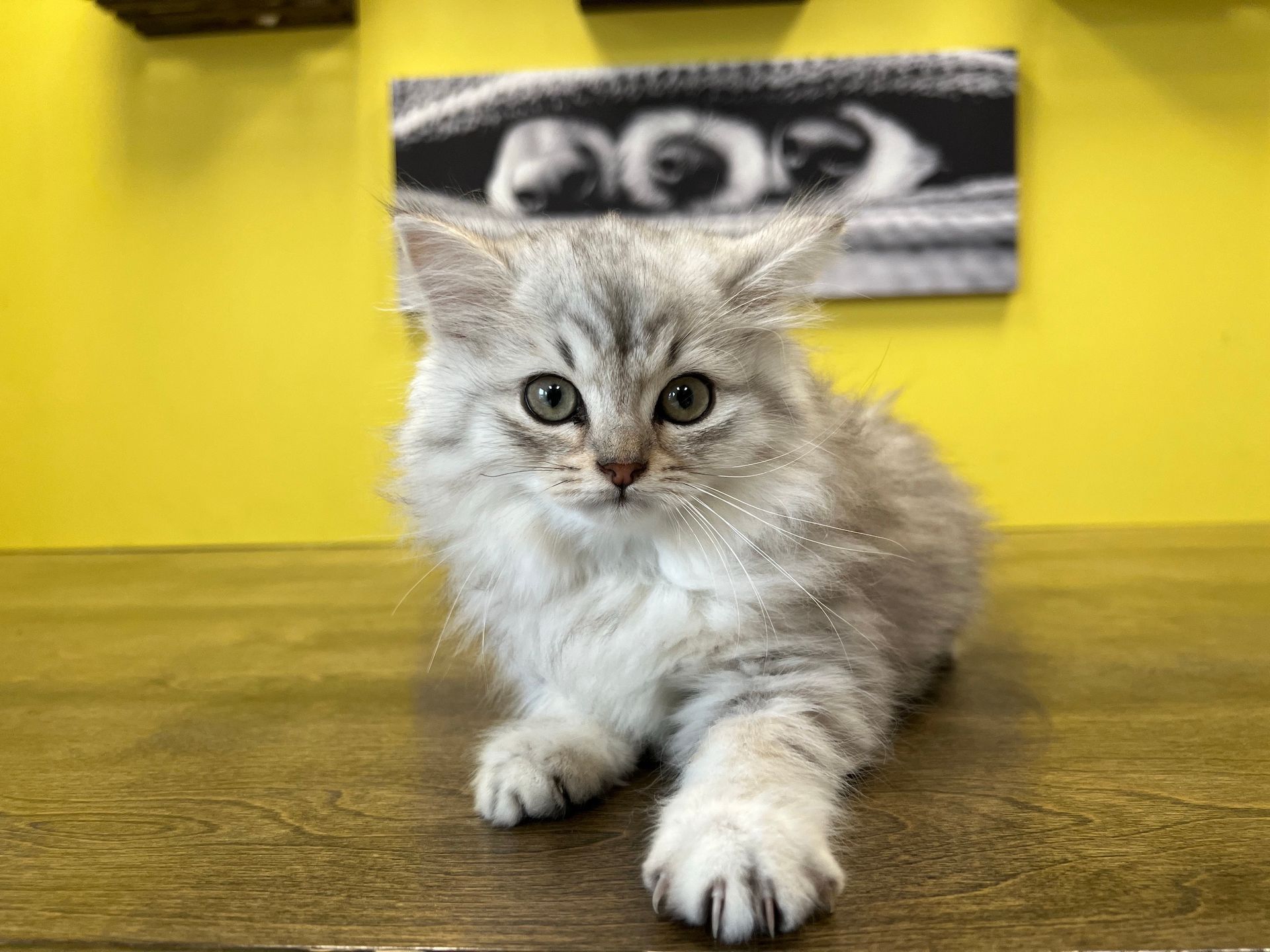 British Shorthair Kittens for sale New York