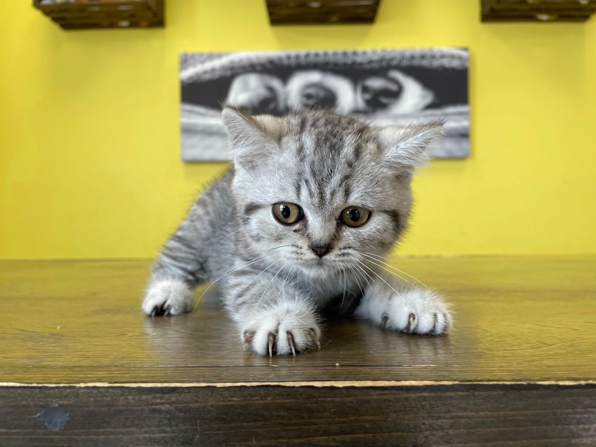 British Shorthair Kittens New York