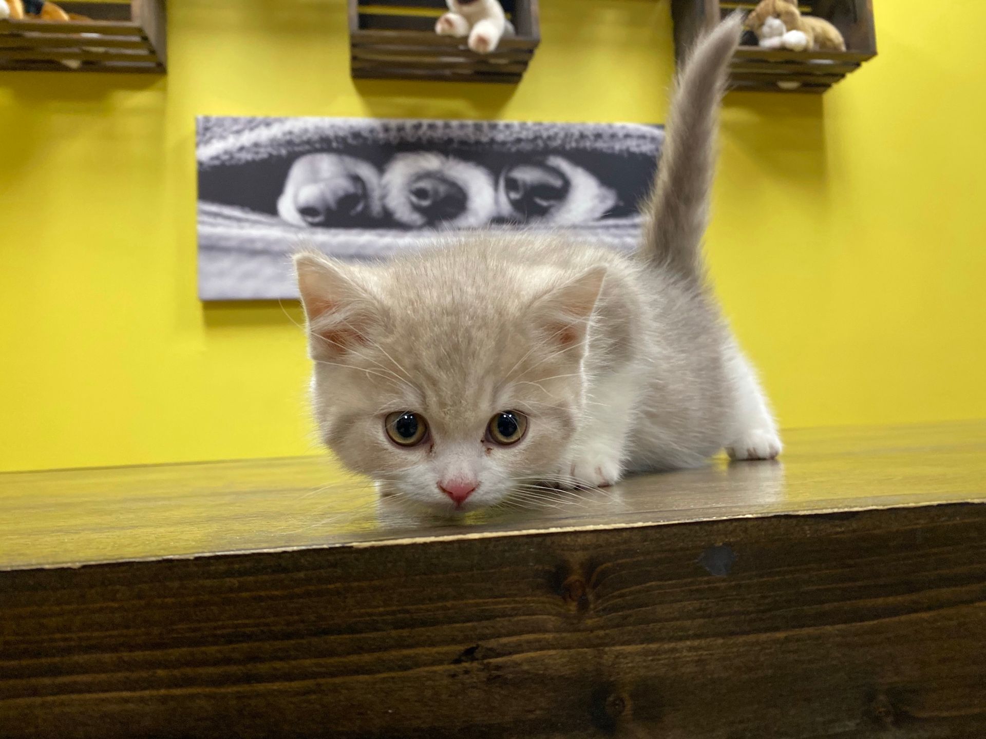 British Shorthair Kittens for sale New York