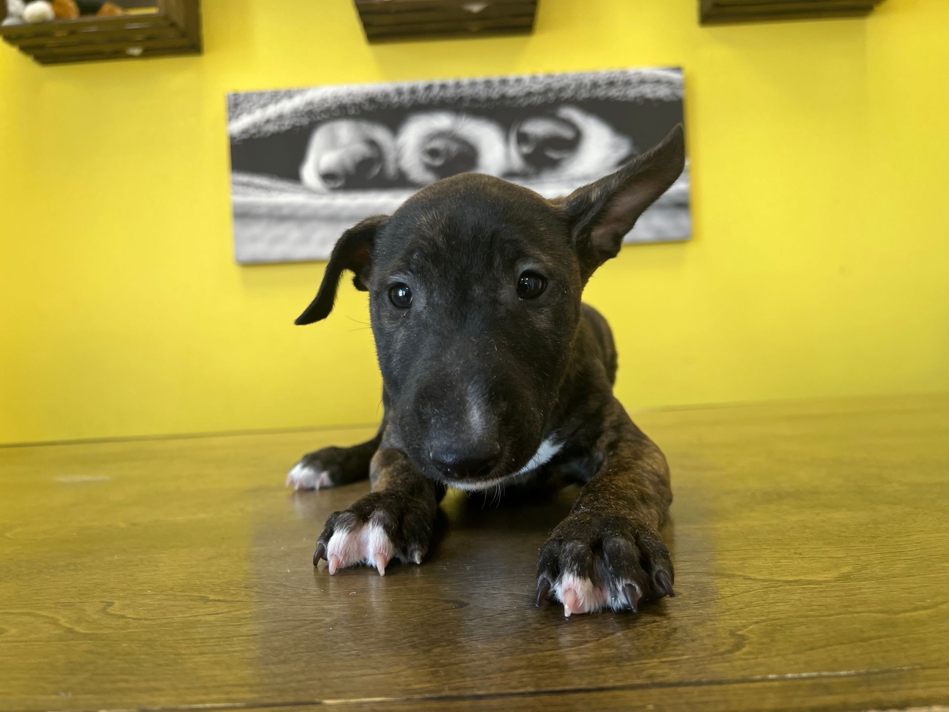 Bull Terrier puppies New York