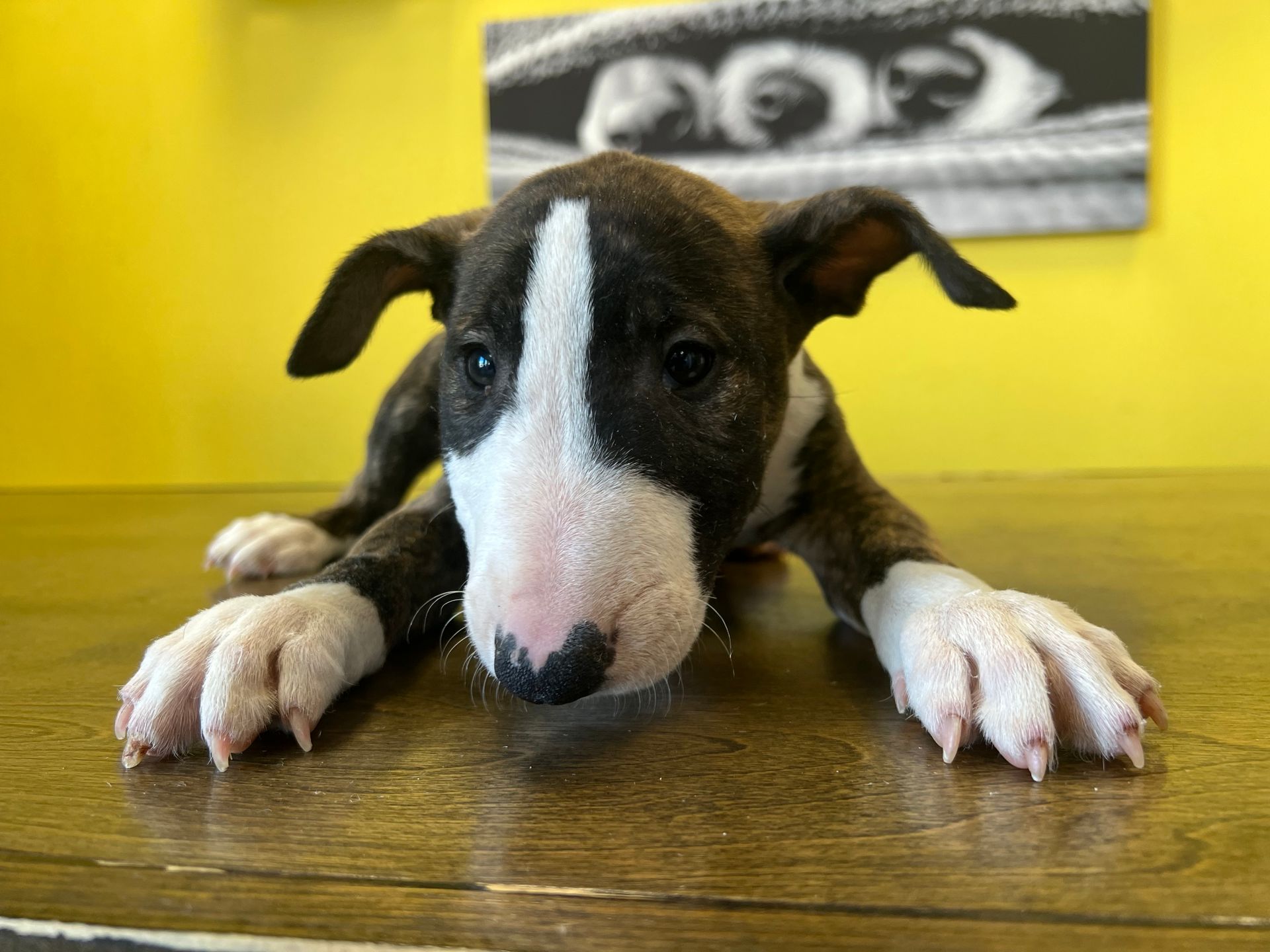 Bull Terrier puppies for sale New York