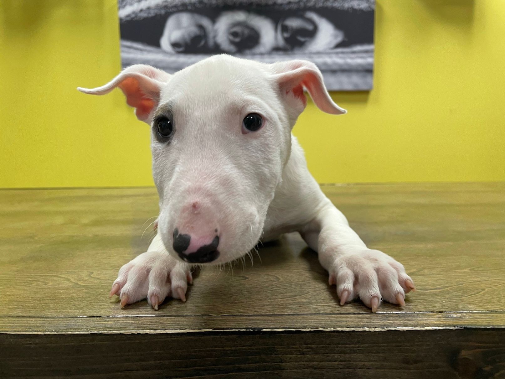 Bull Terrier puppies New York