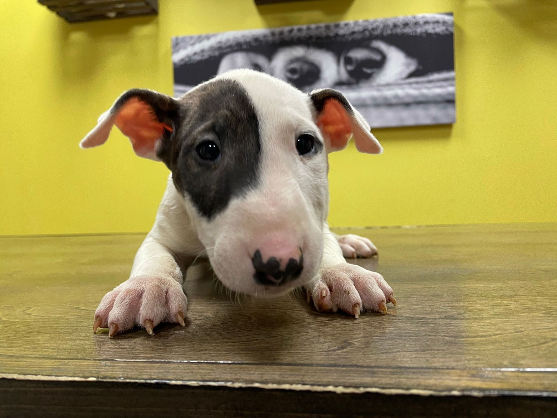 Bull Terrier puppies for sale New York
