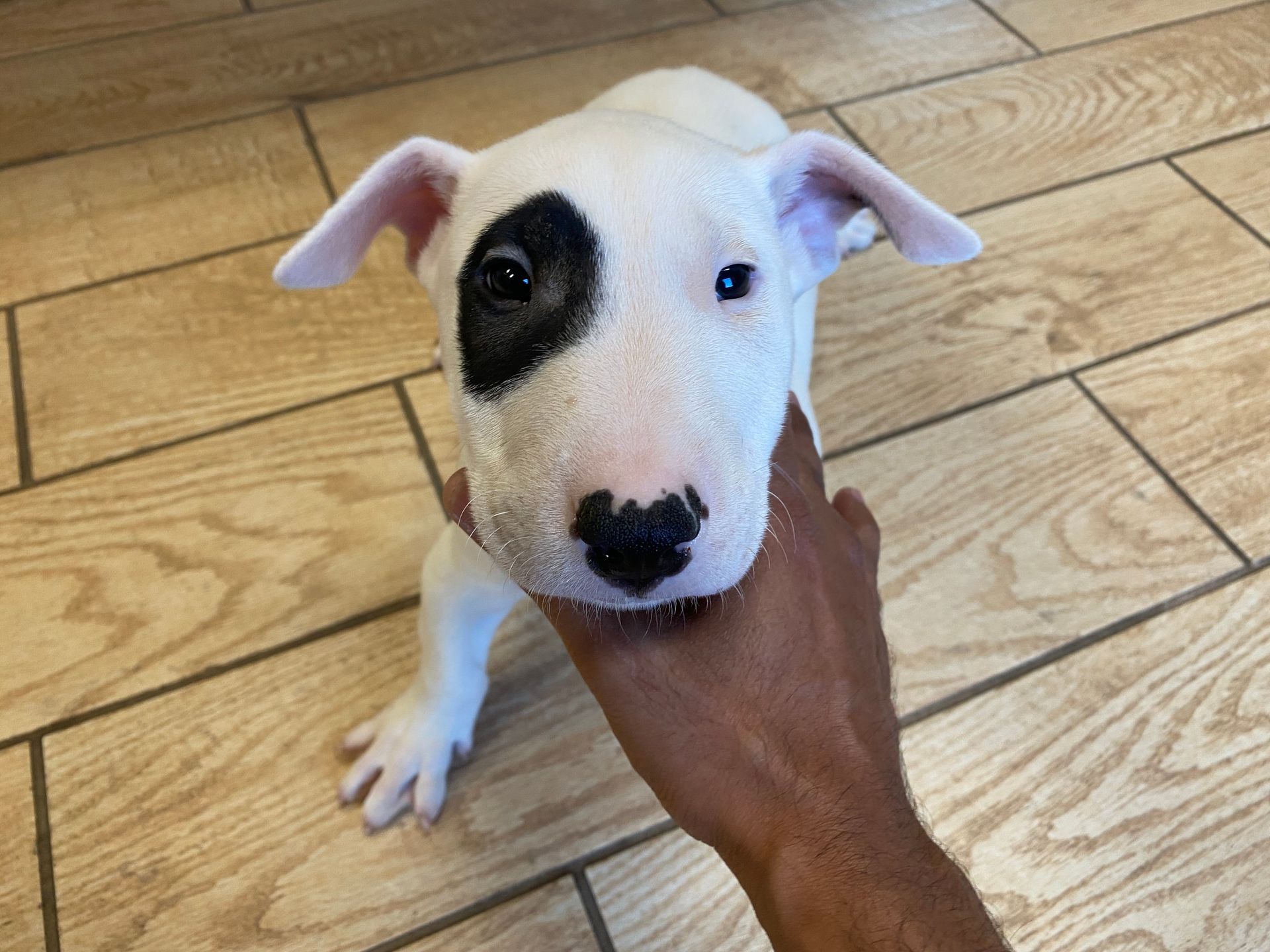Bull Terrier puppies New York