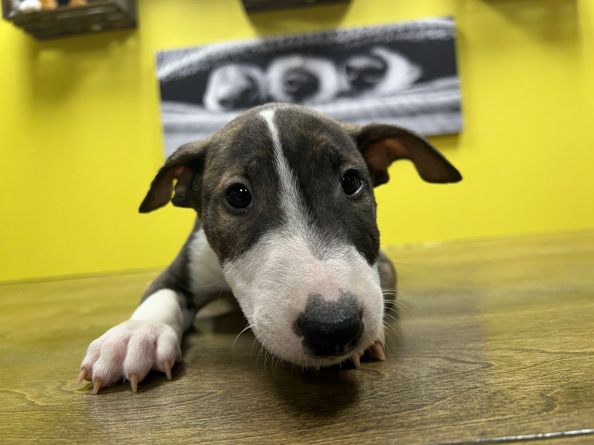 Bull Terrier puppies for sale New York