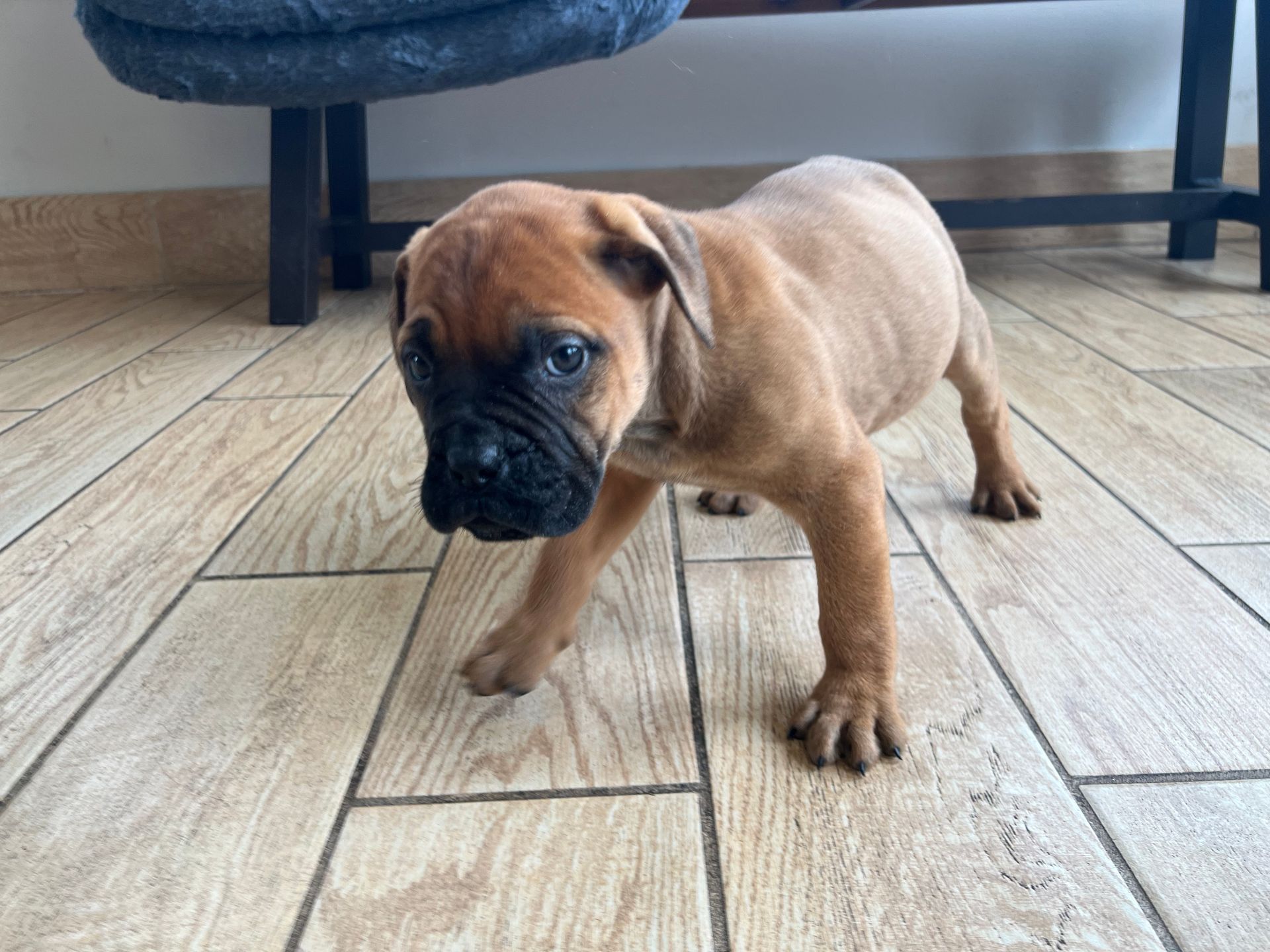 Bullmastiff puppies New York