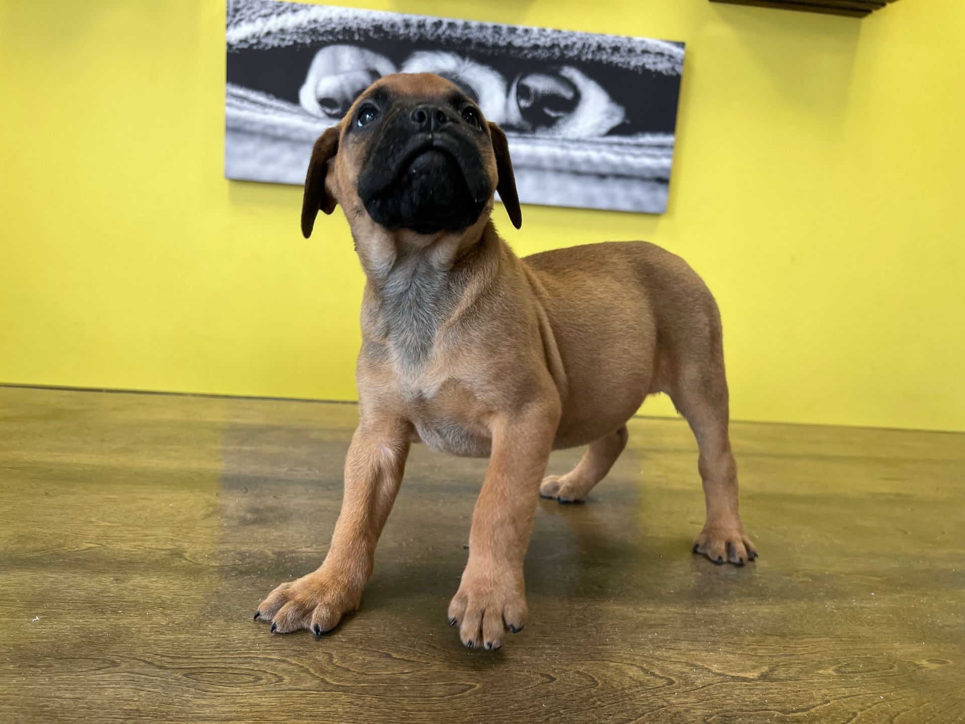 Bullmastiff puppies New York