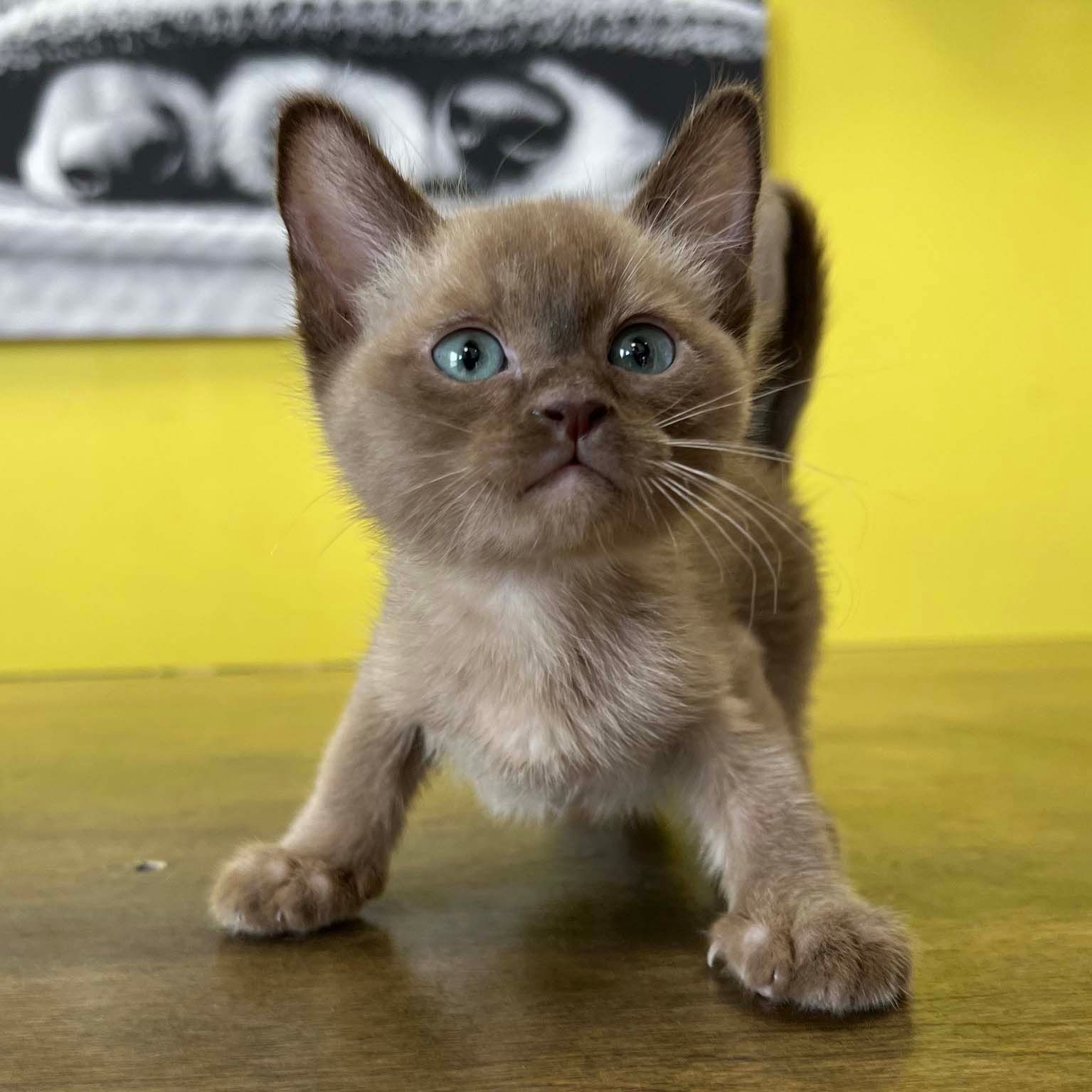 Burmese kittens Burmese kittens for sale