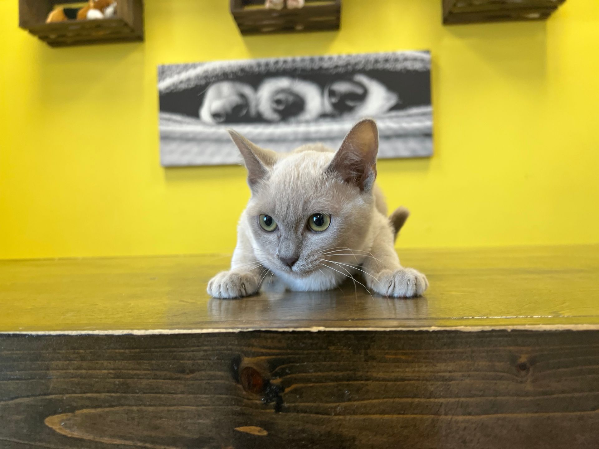 Burmese Kittens New York