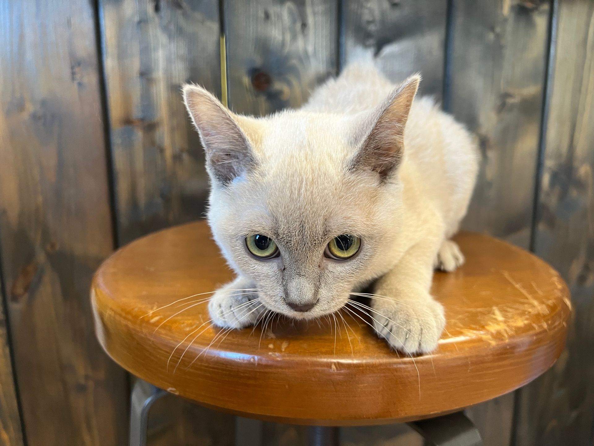 Burmese Kittens for sale New York