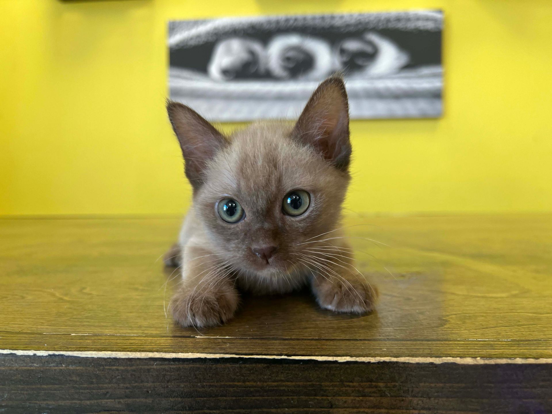Burmese Kittens New York