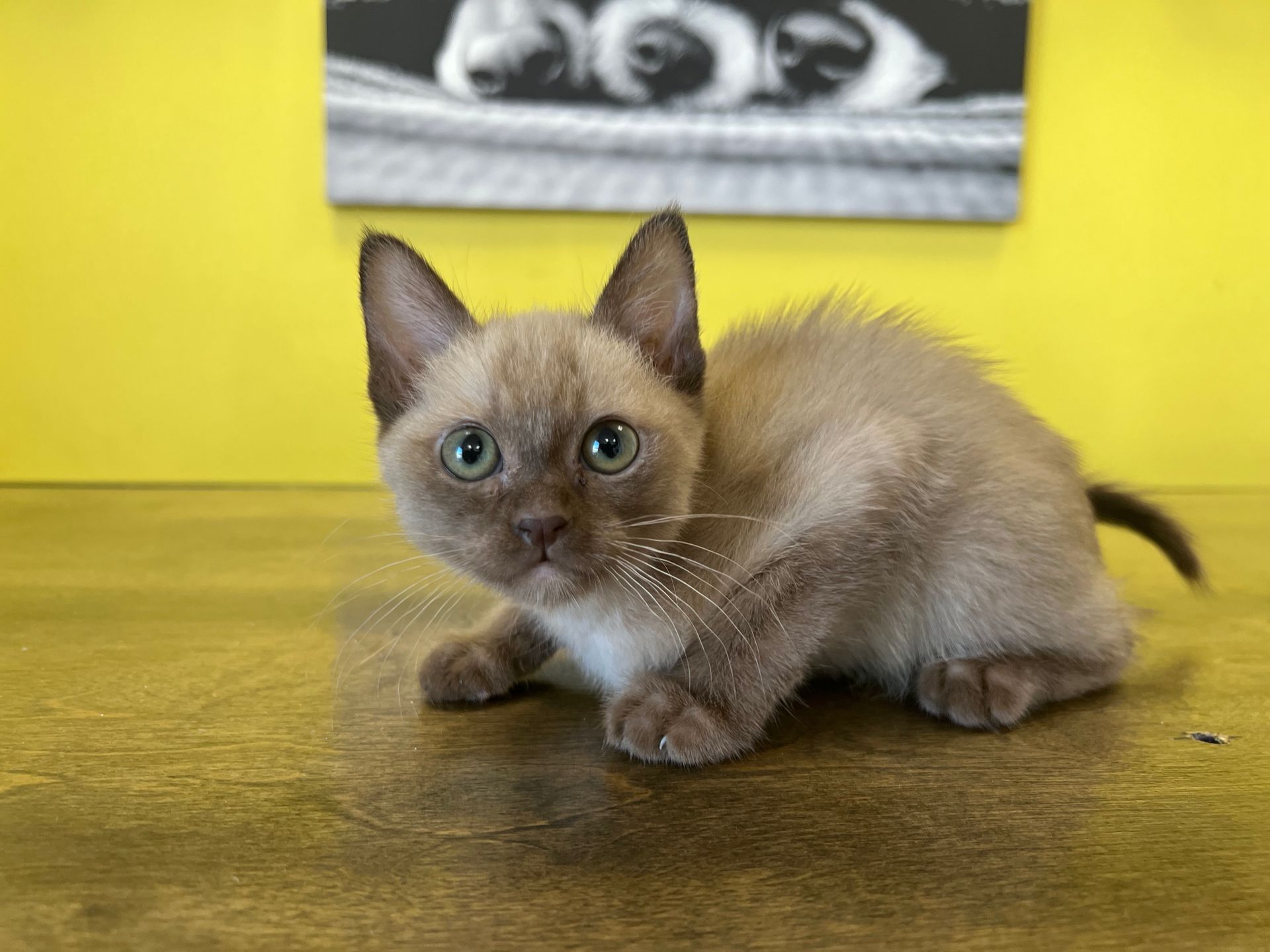 Burmese Kittens for sale New York