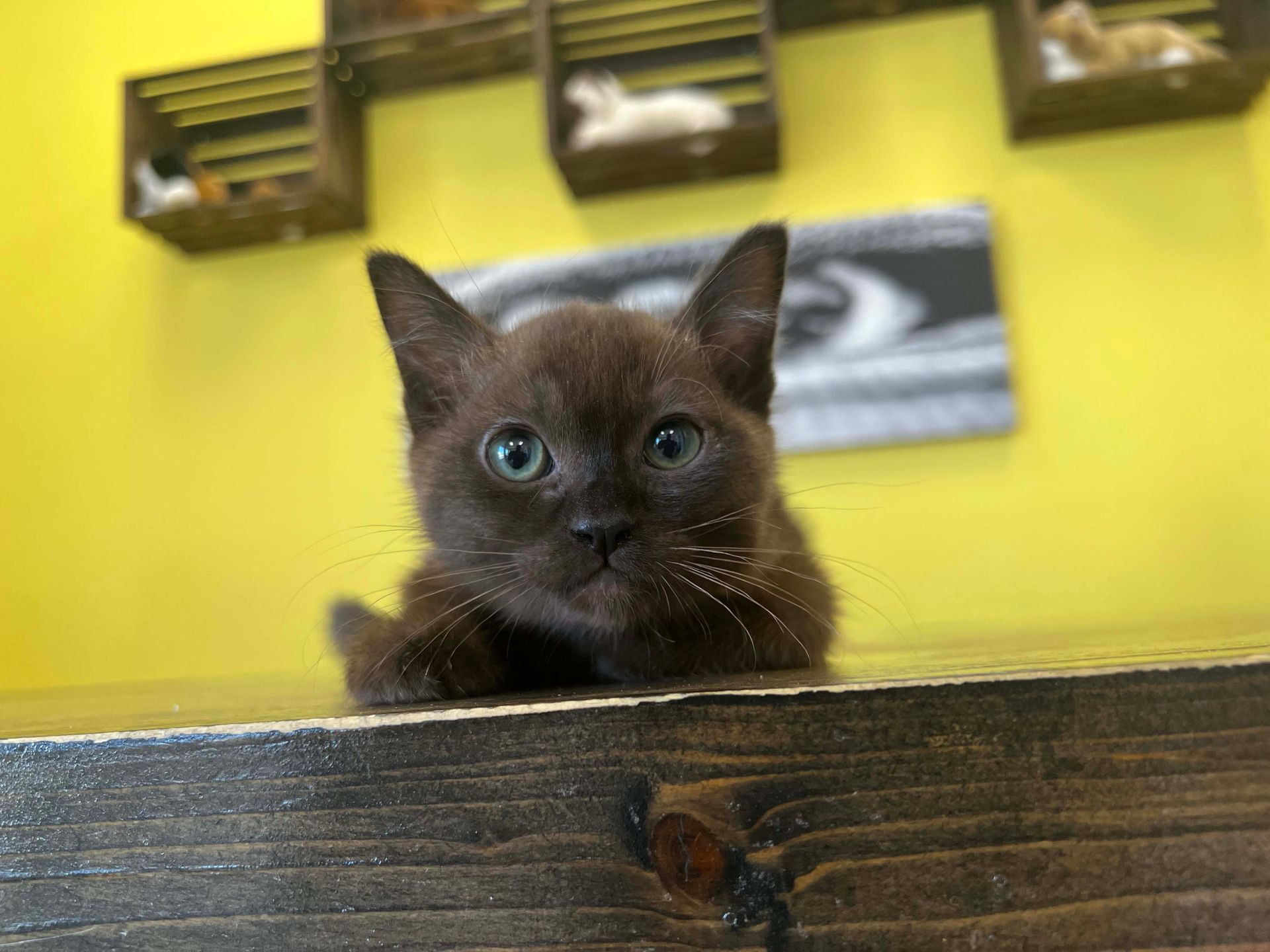Burmese Kittens New York