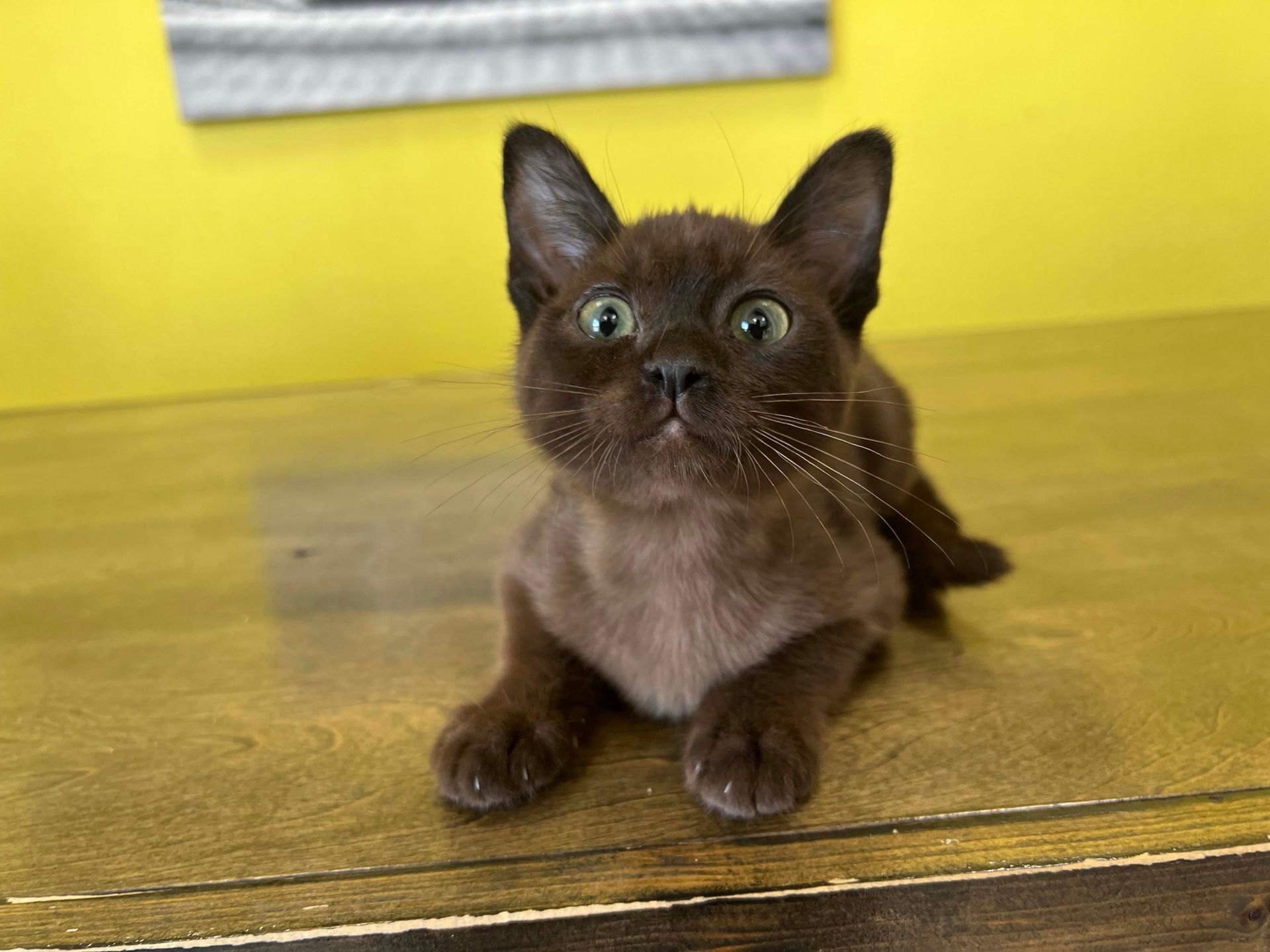 Burmese Kittens for sale New York