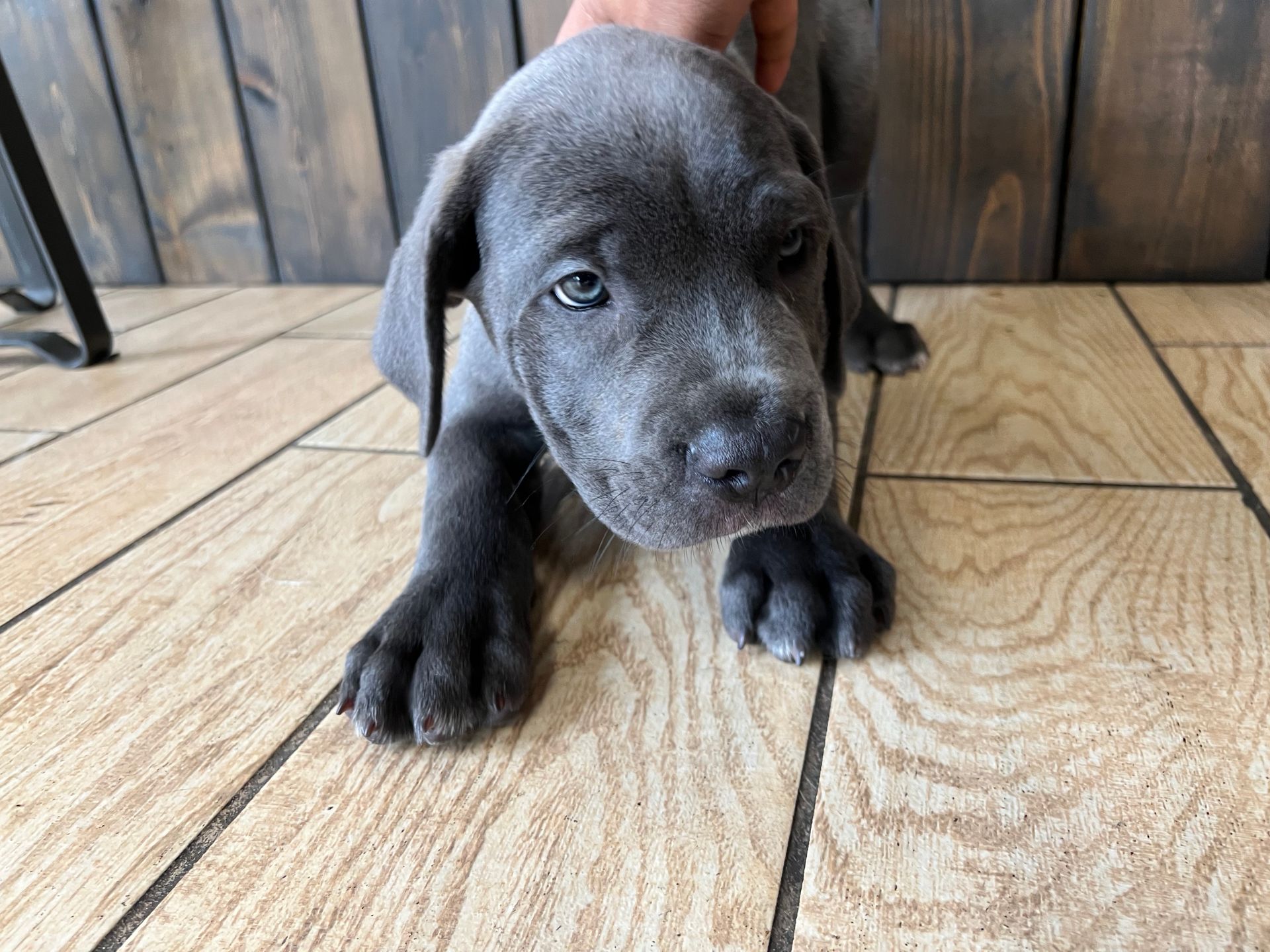 bCane Corso puppies New York