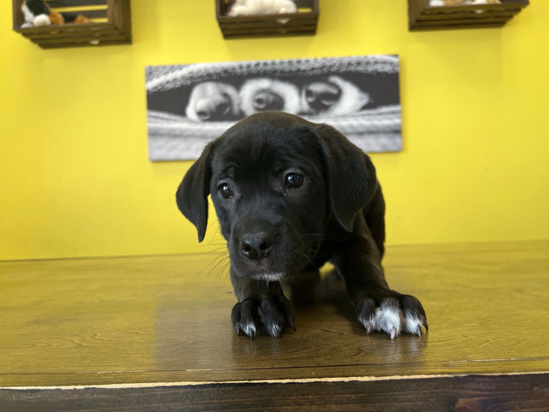 Cane Corso puppies for sale New York