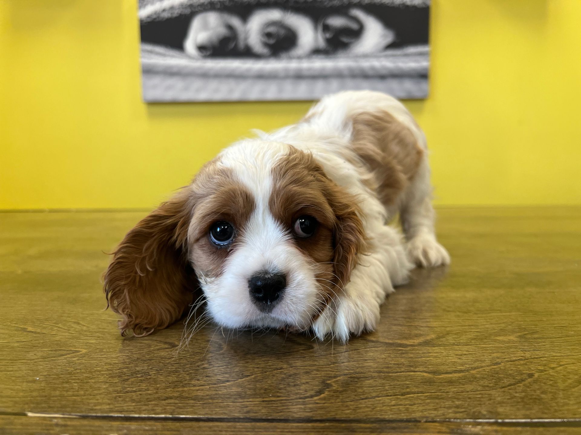 cavalier King Charles spaniel puppies New York