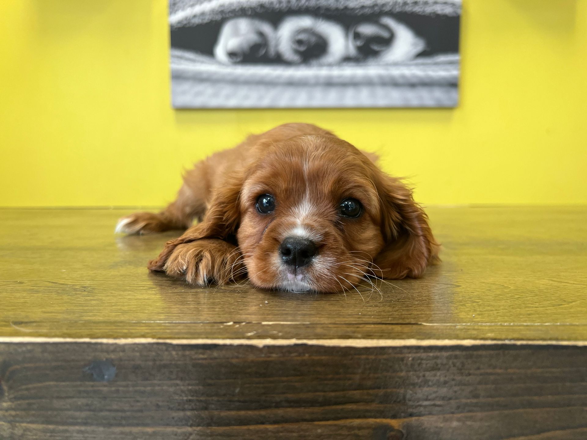 Cavalier King Charles spaniel puppies for sale New York