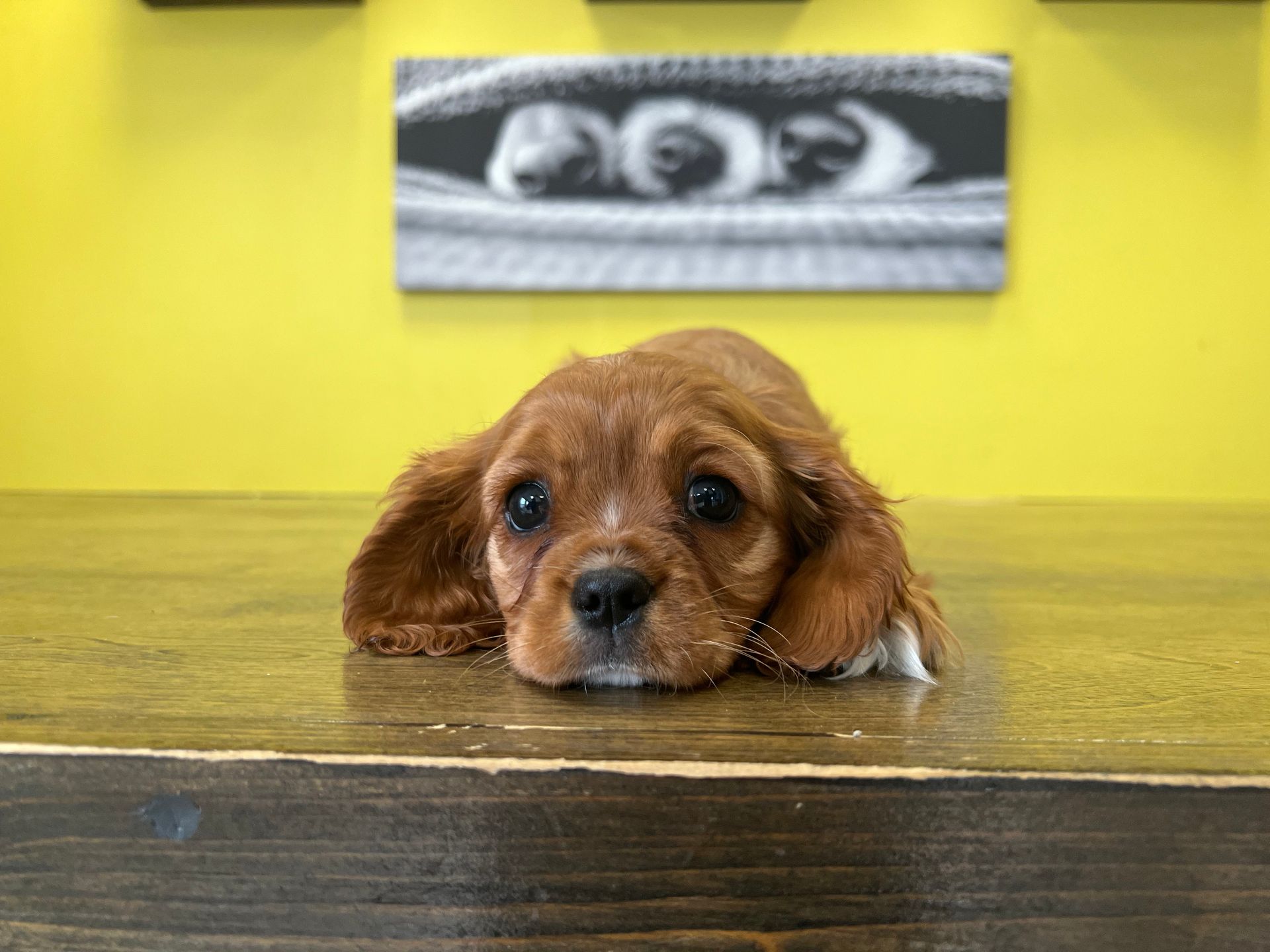 Cavalier King Charles spaniel puppies New York
