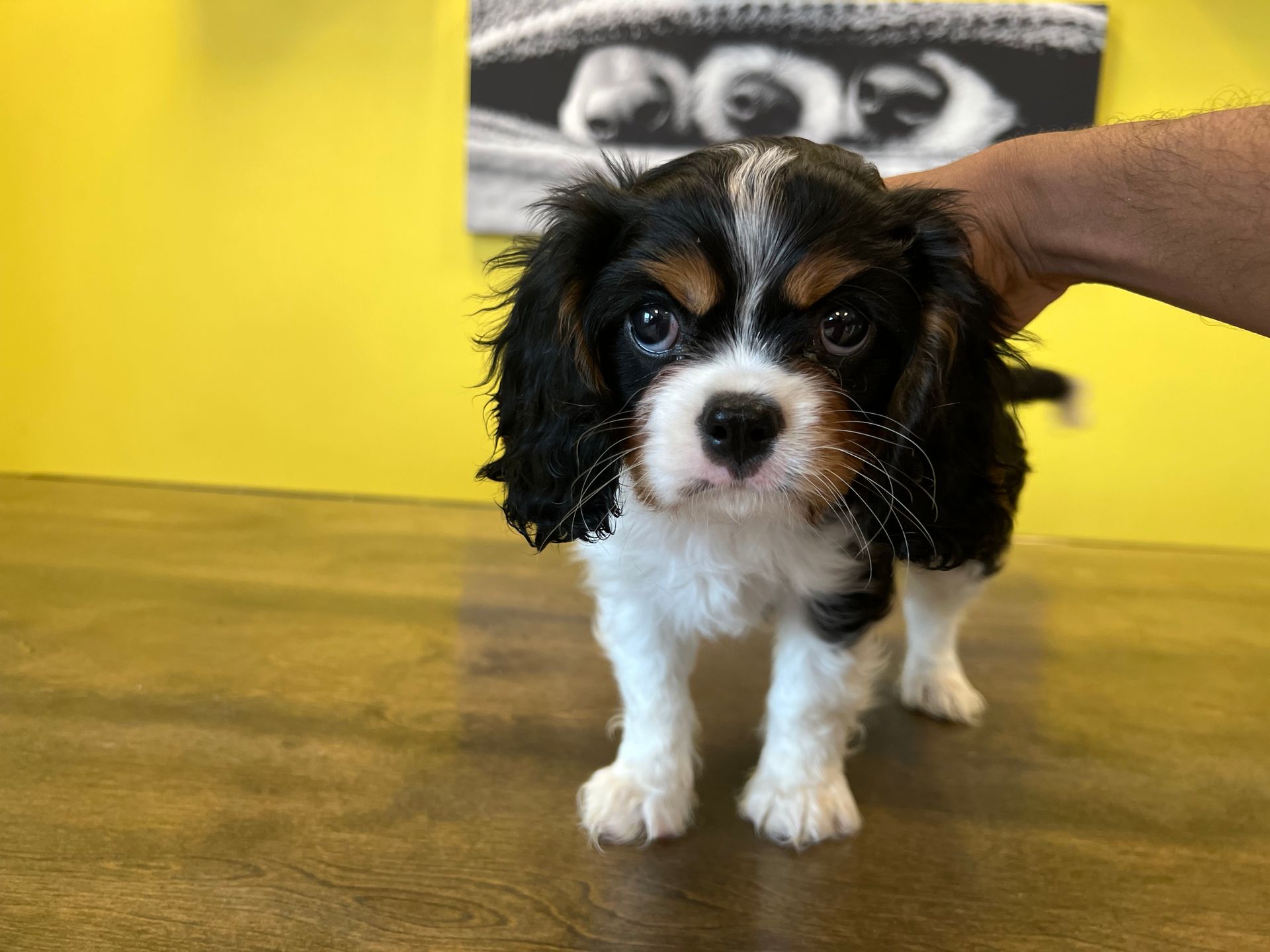 Cavalier King Charles spaniel puppies for sale New York