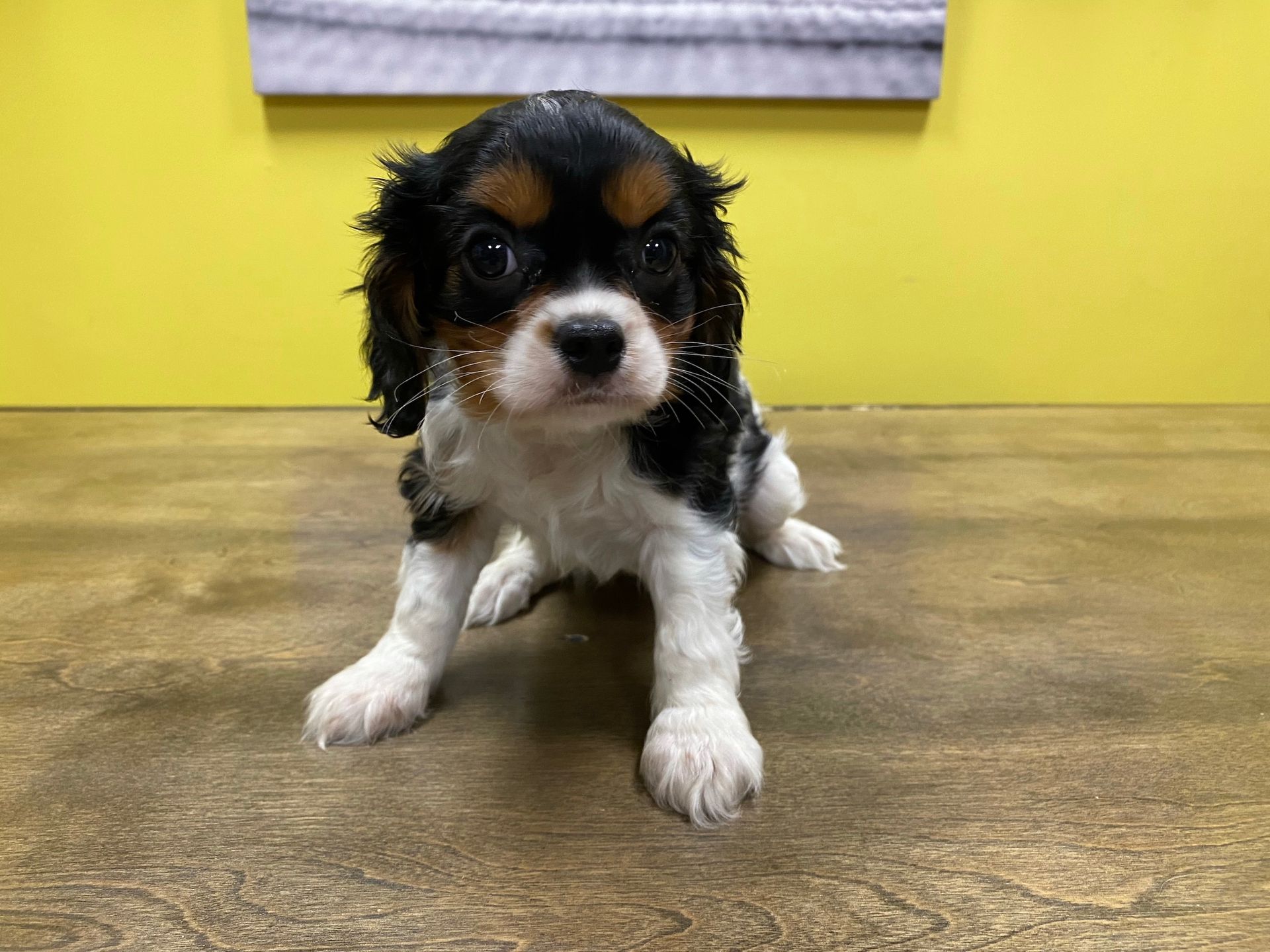 Cavalier King Charles spaniel puppies New York