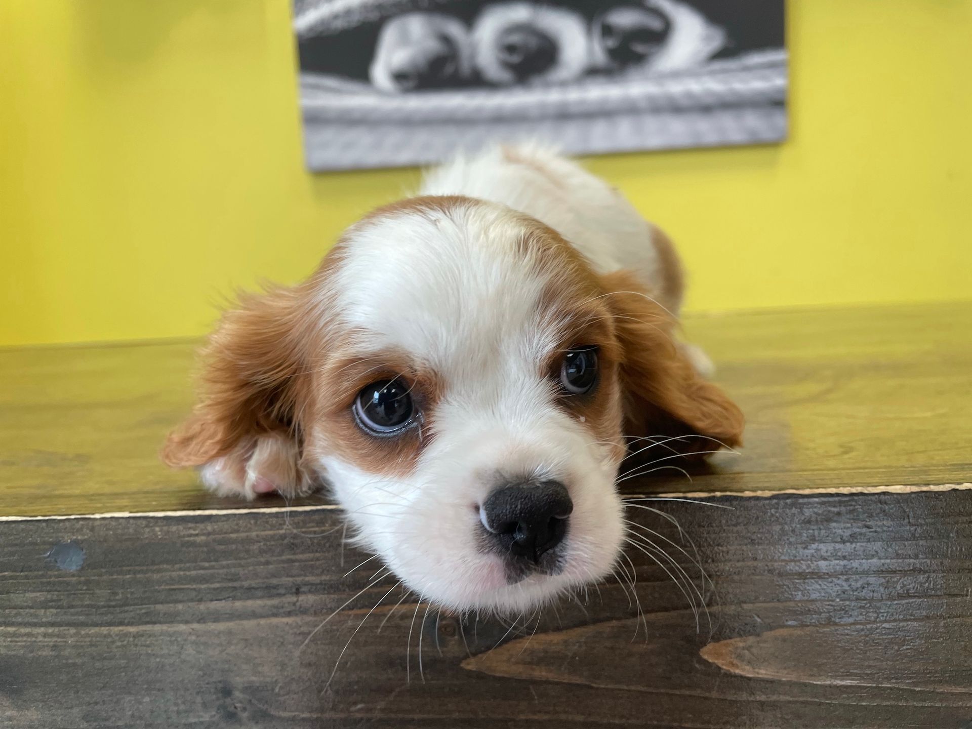 cavalier King Charles spaniel puppies for sale New York