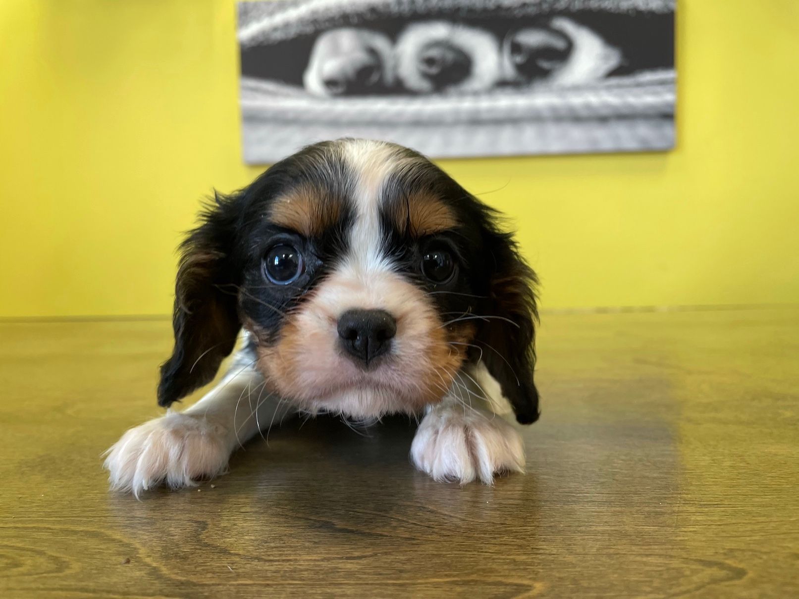 Cavalier King Charles spaniel puppies New York