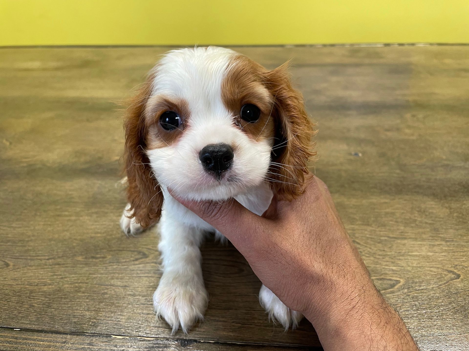 cavalier King Charles spaniel puppies for sale New York