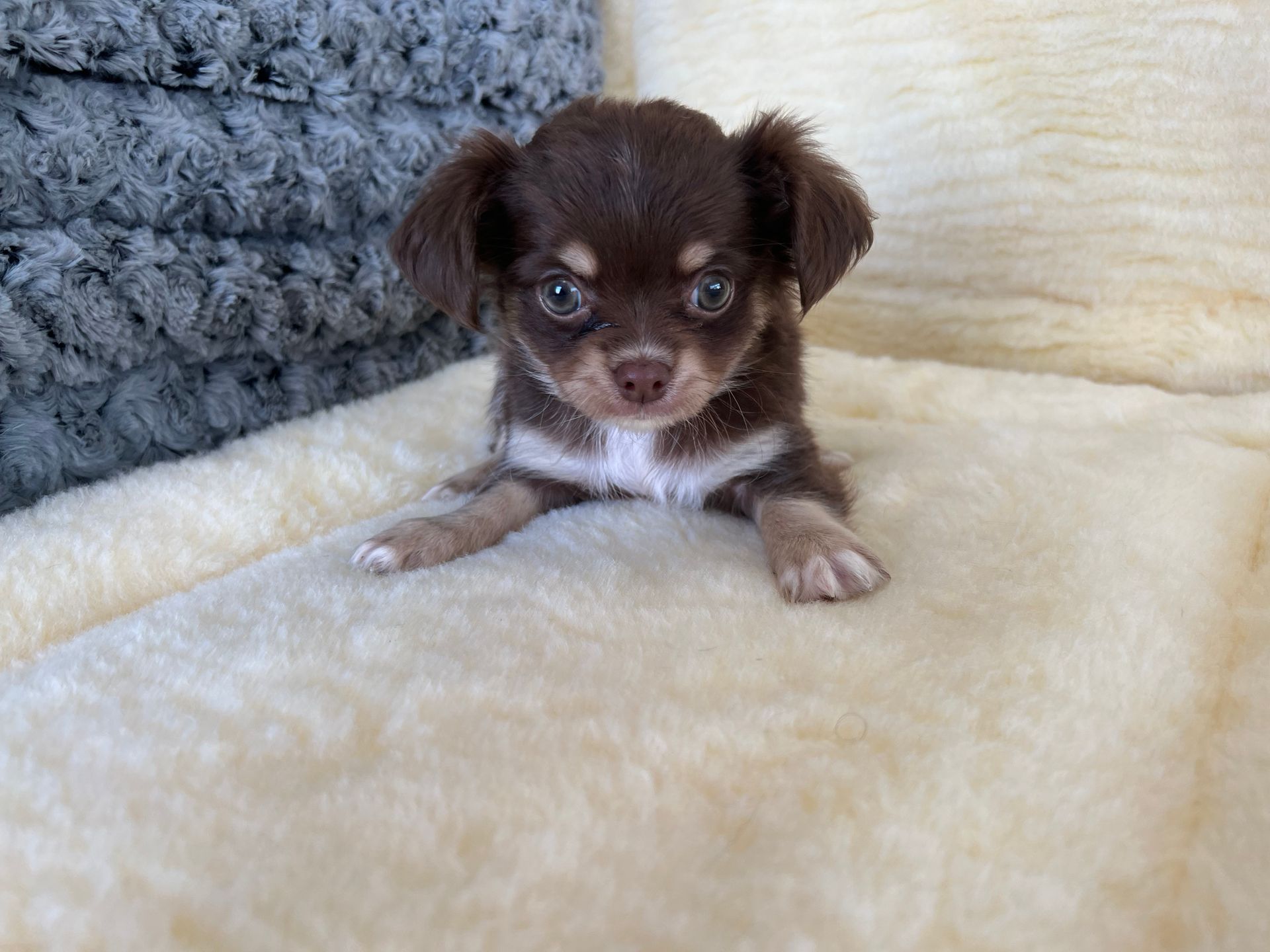 chihuahua puppies New York