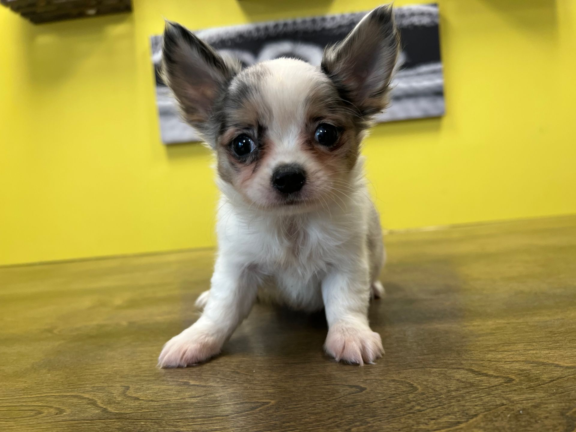chihuahua puppies for sale New York