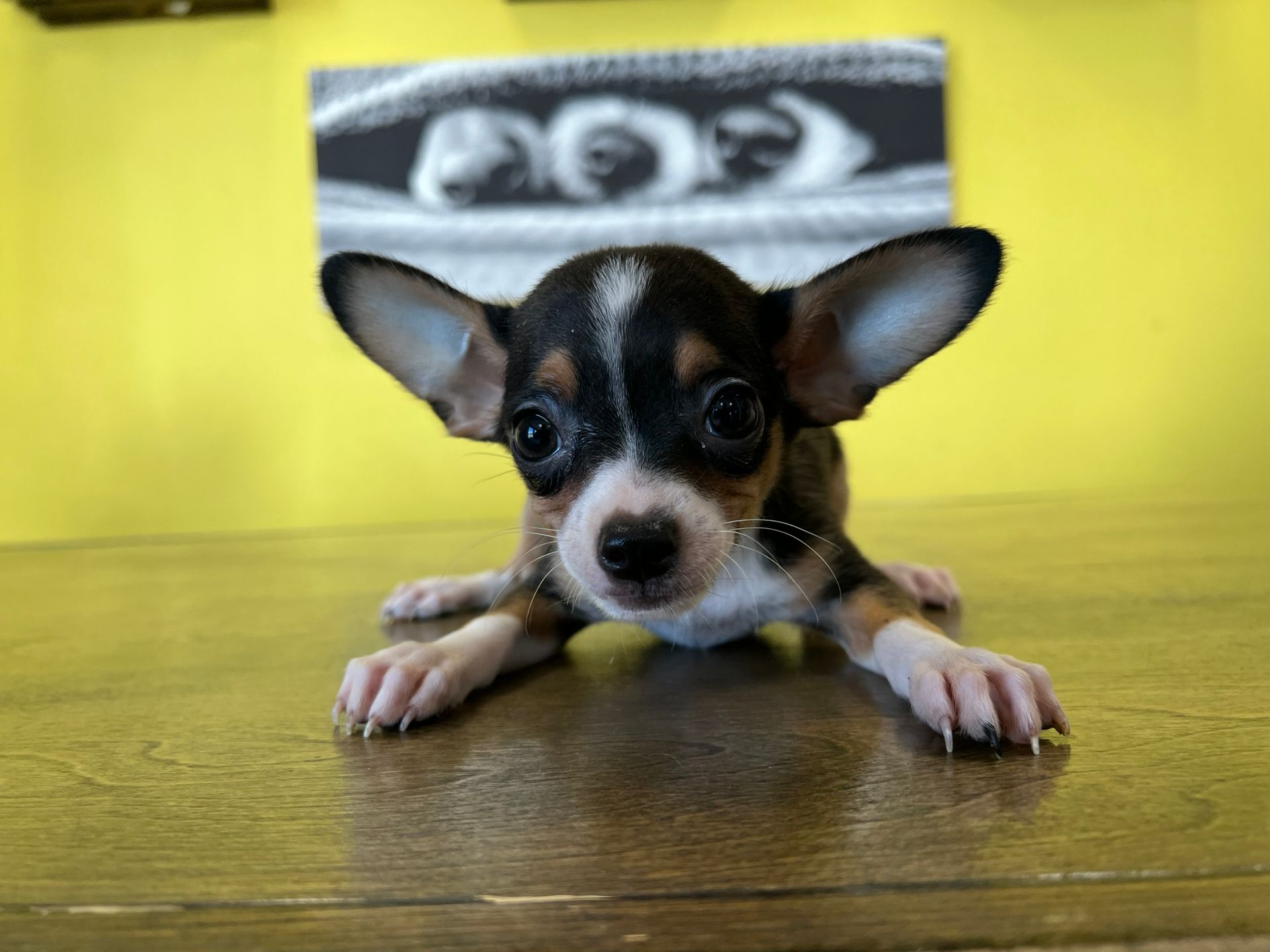 chihuahua puppies New York