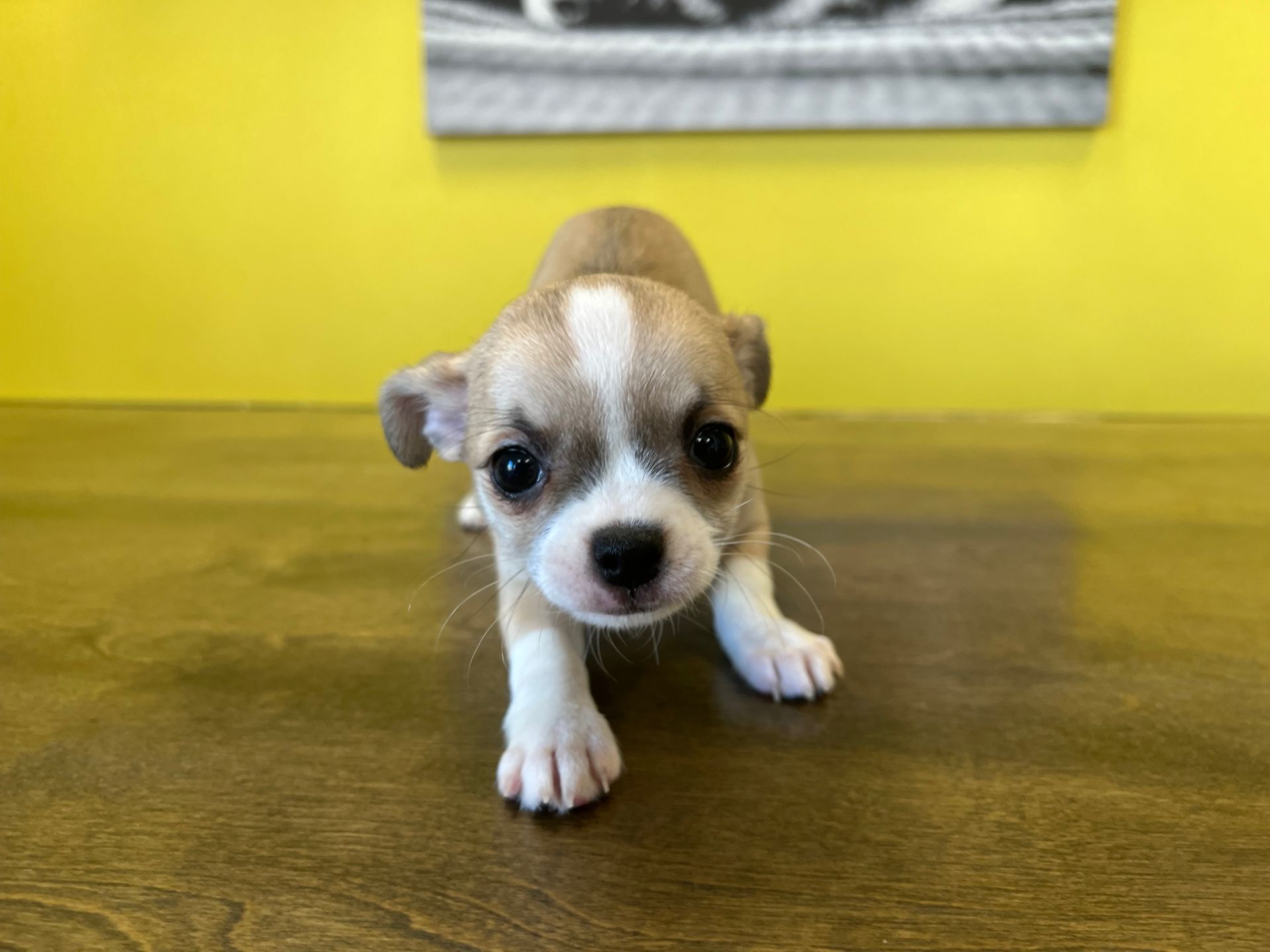 chihuahua puppies for sale New York